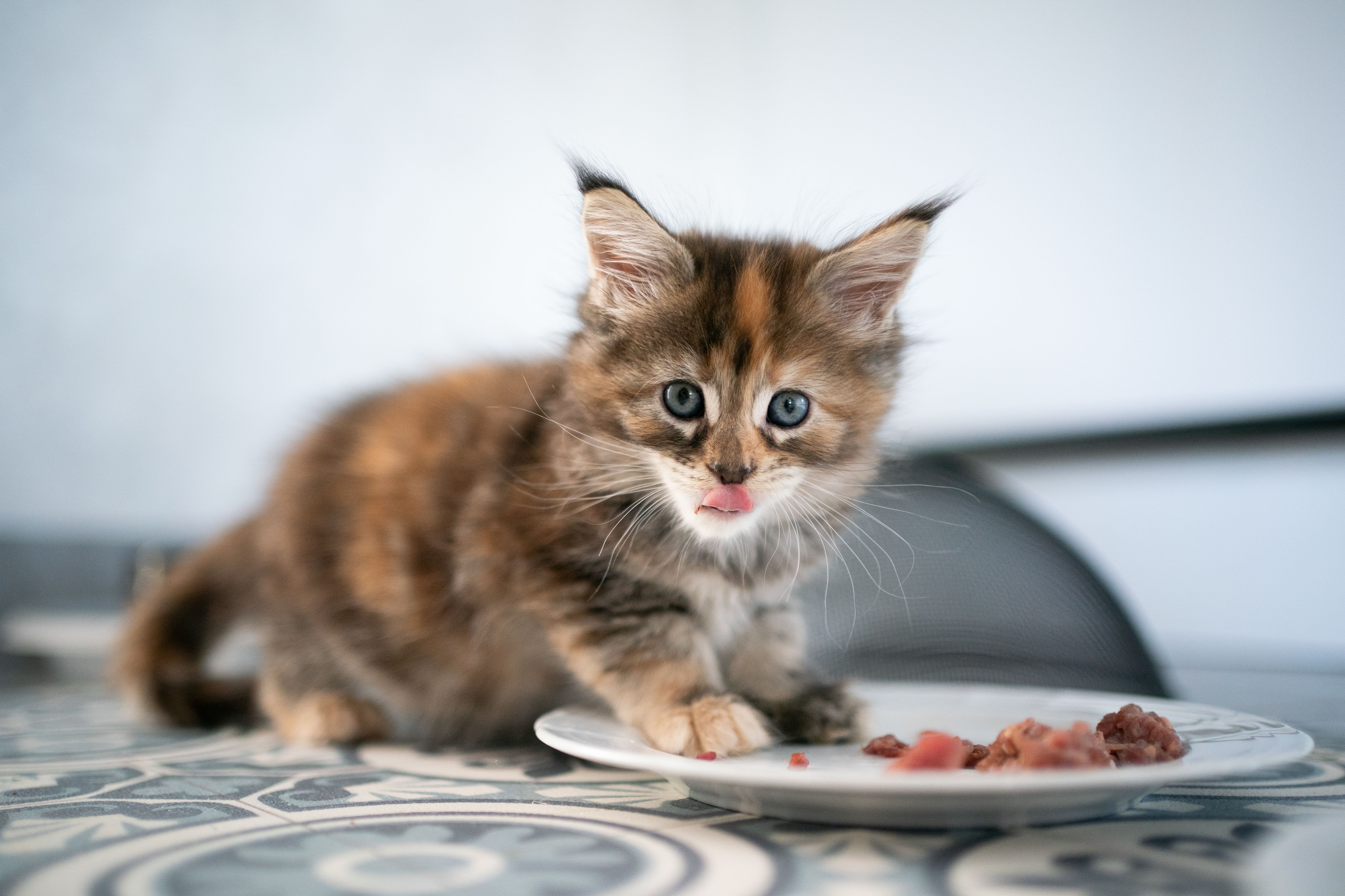 calico maine coon kitten eating cat food from dish