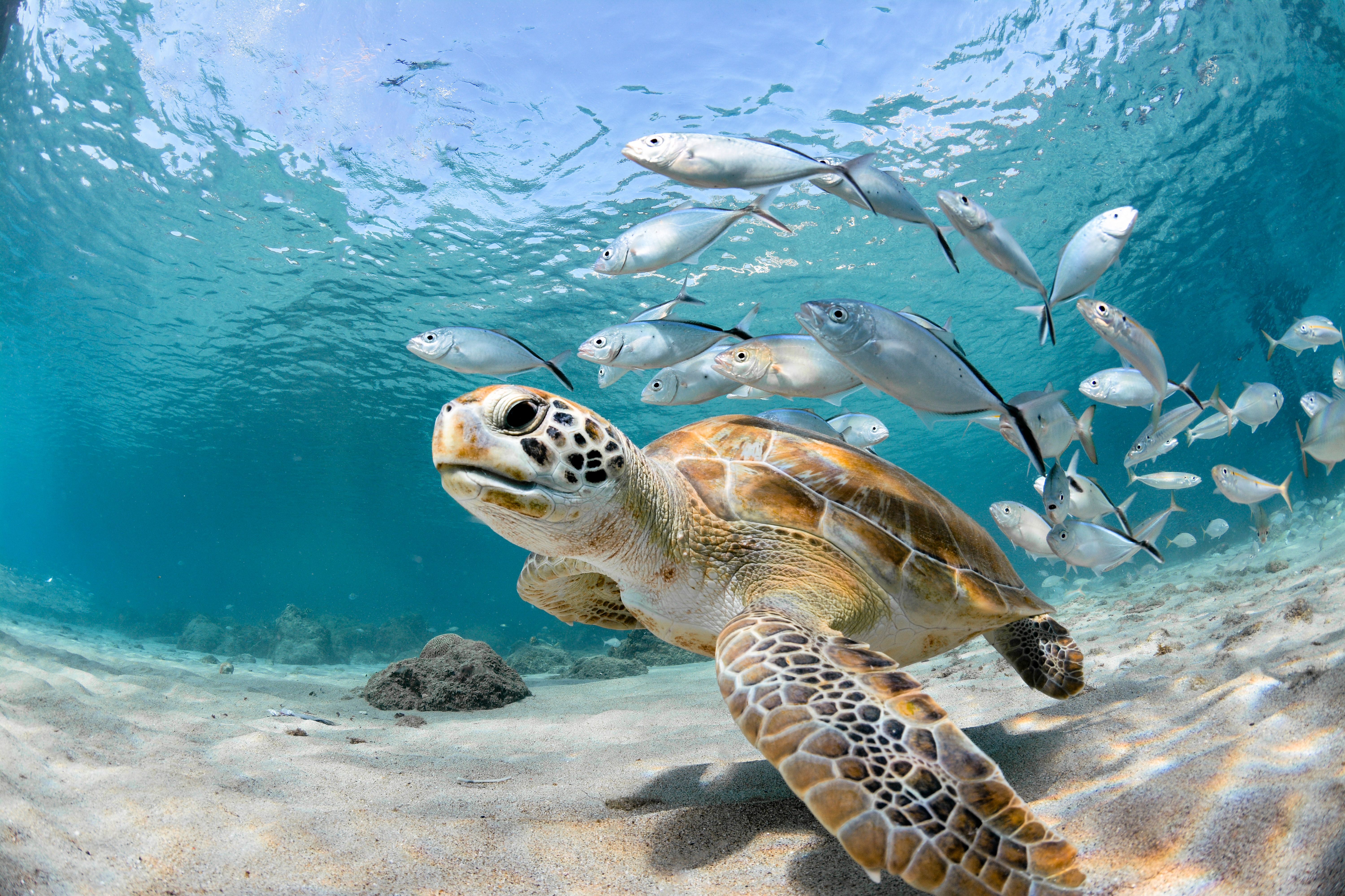 snorkeling sea turtles