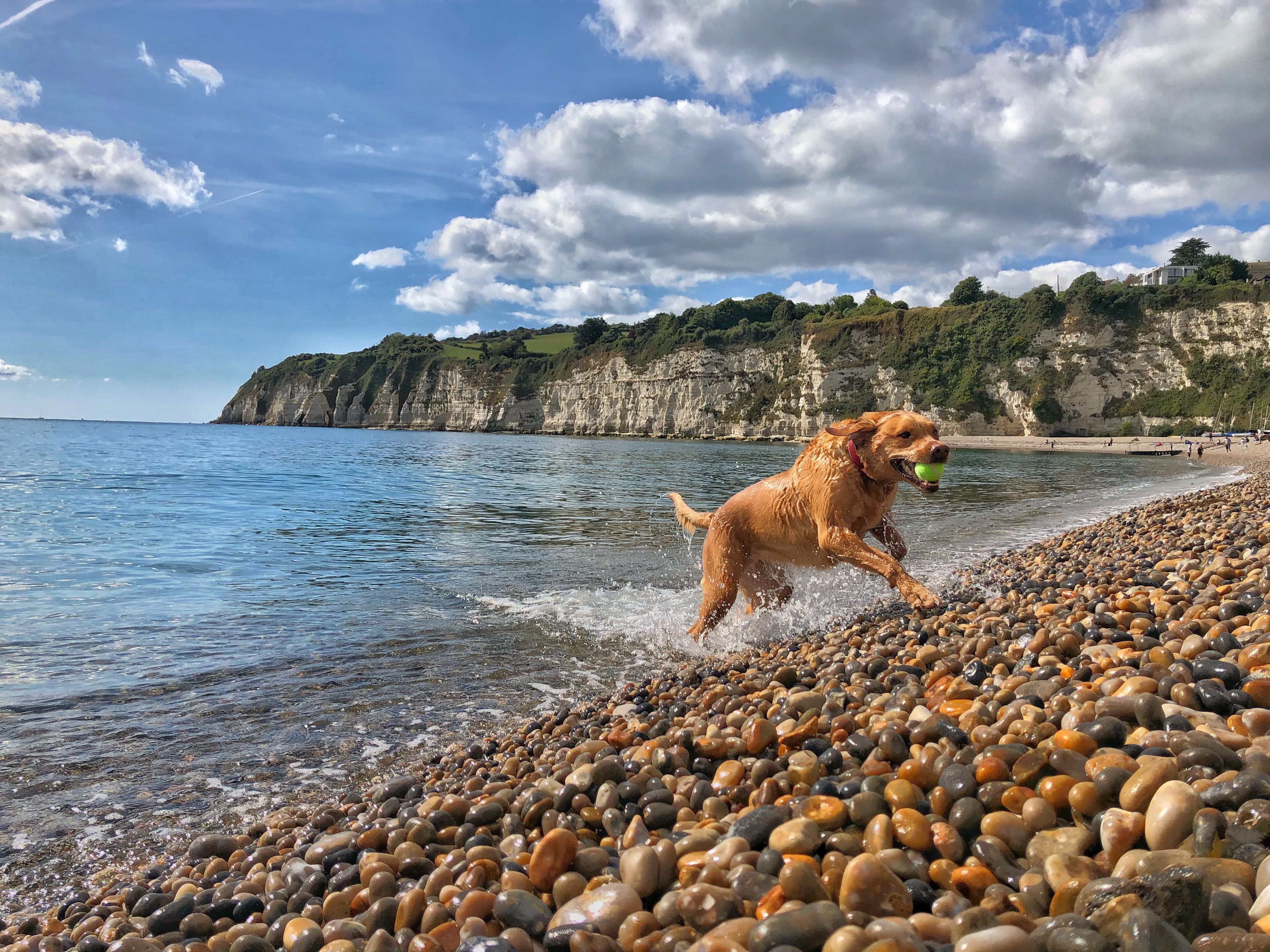 dogs beach devon