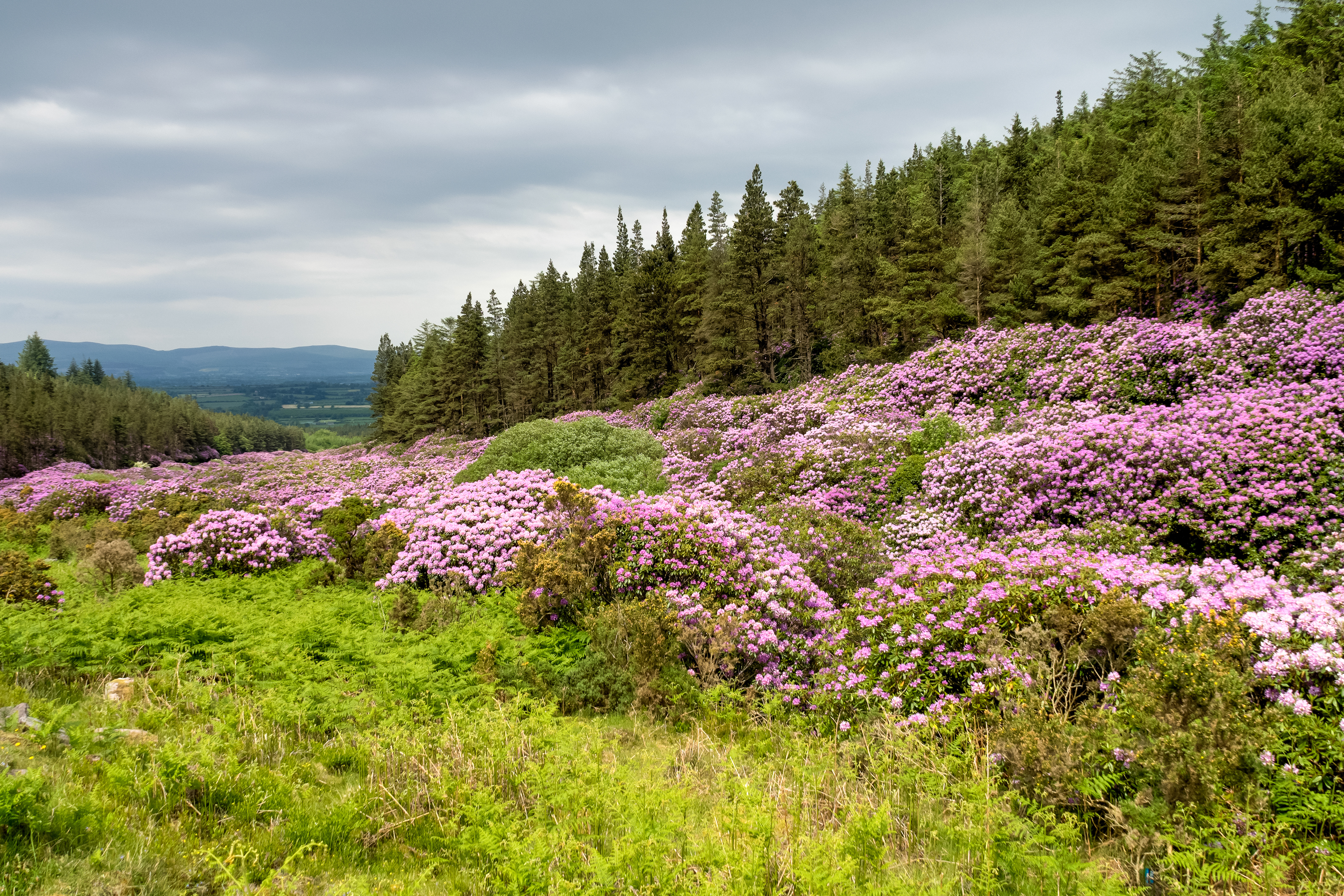 Rhododendron growing in the Vee valley in Ireland.