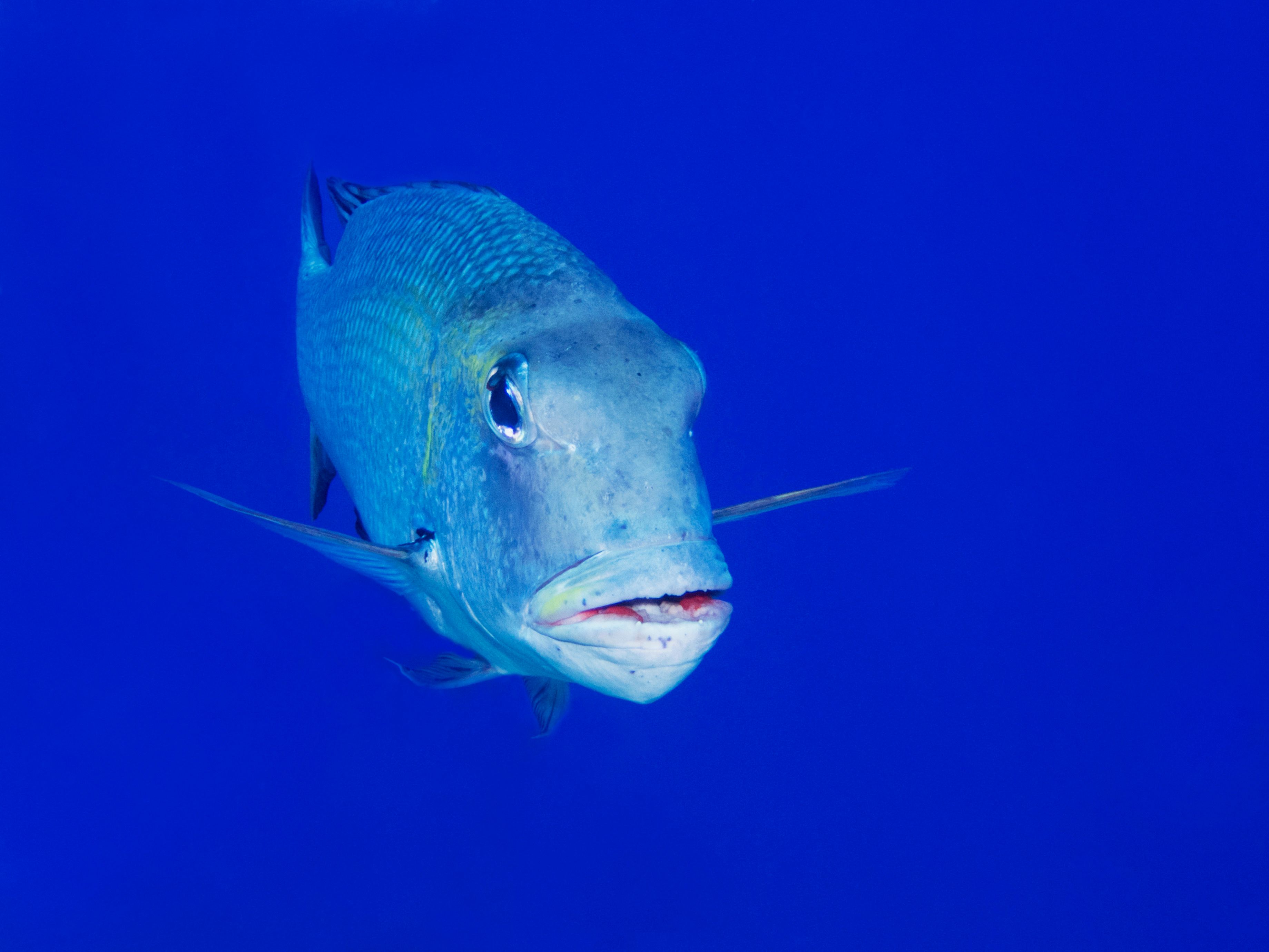 giant trevally