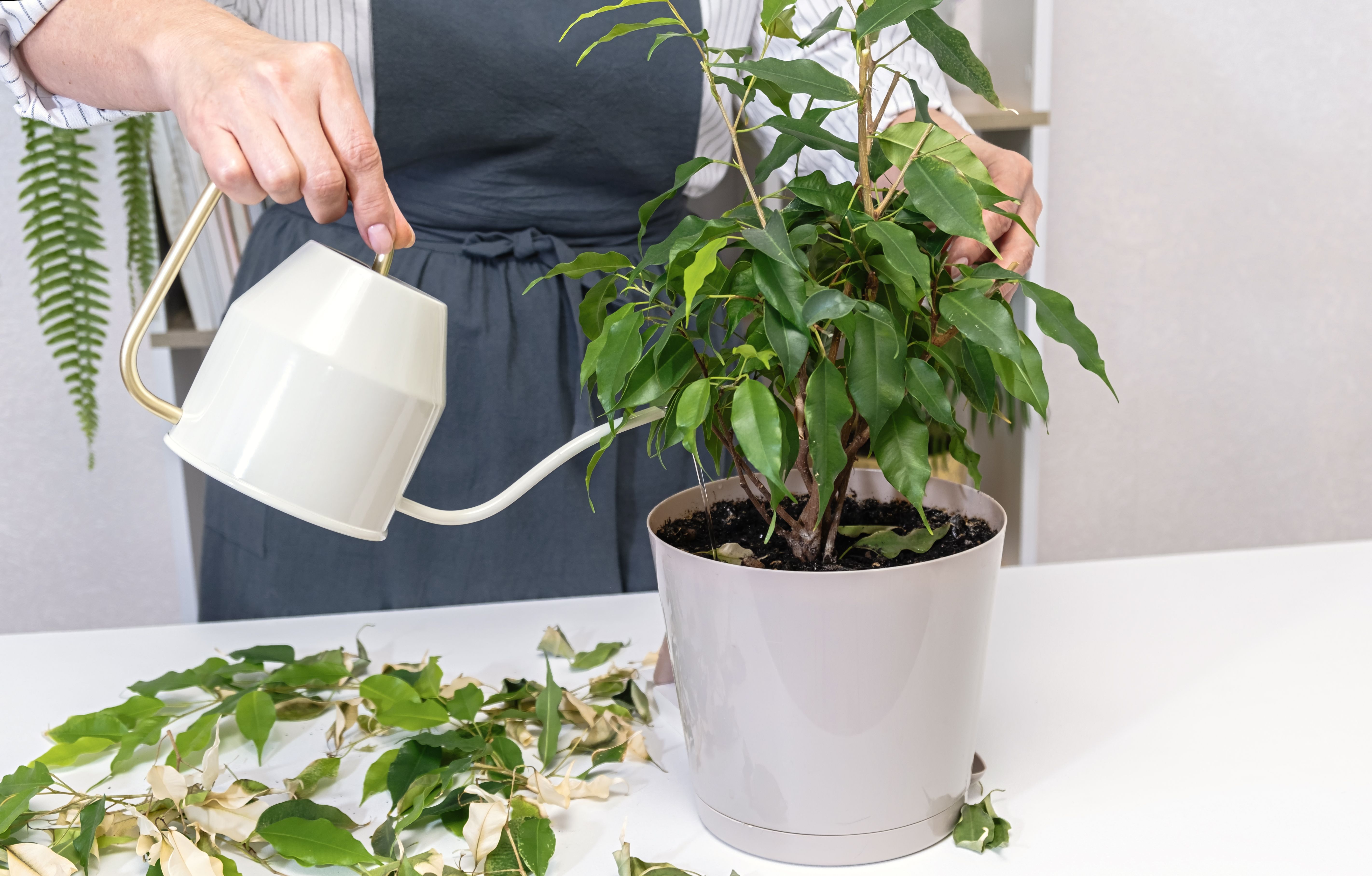 low maintenance plants