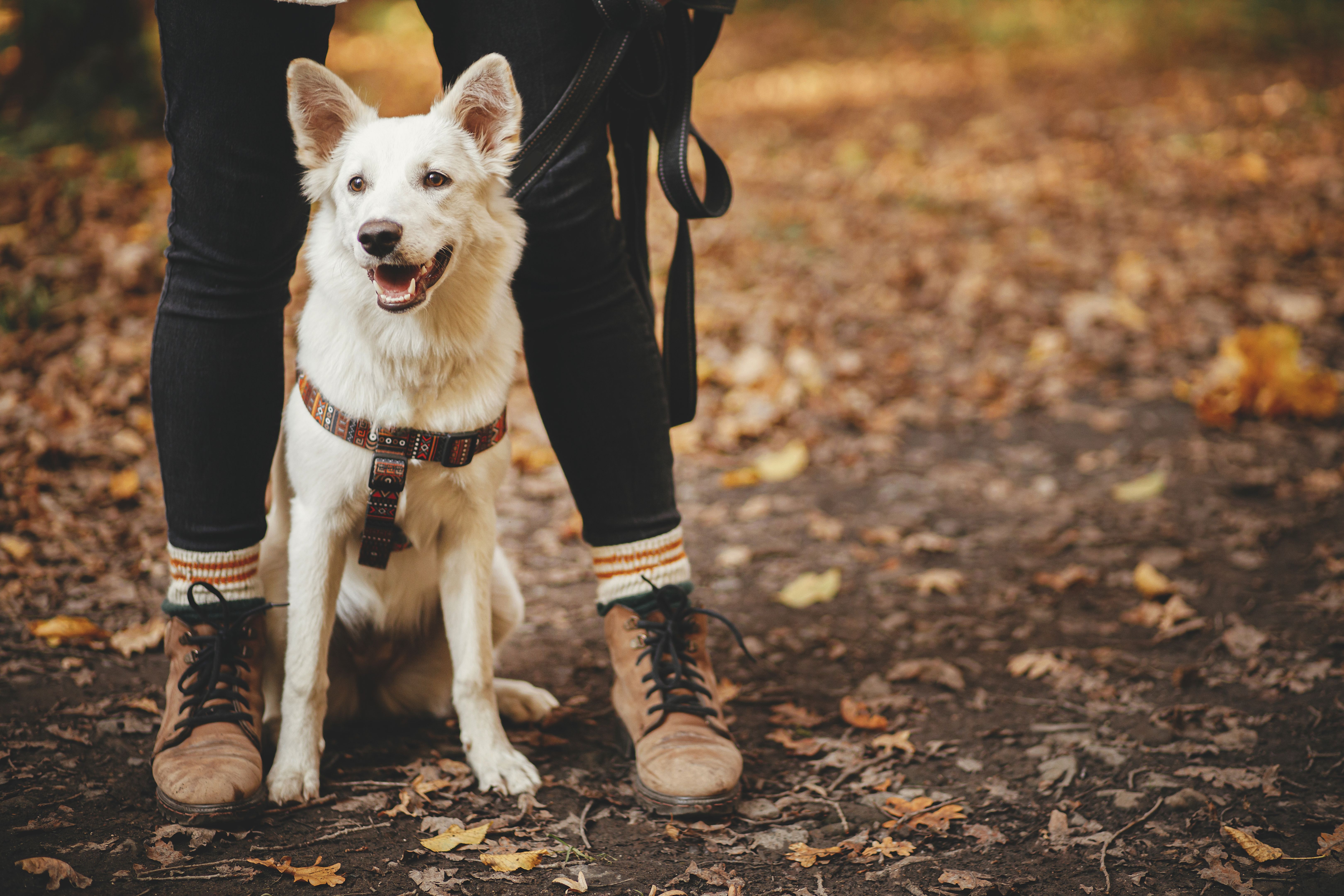 Cute dog sitting at owner legs in autumn woods. Traveling with pet, loyal companion. Adorable white swiss shepherd dog hiking with young woman hipster in fall forest. Travel and Wanderlust Cute dog sitting at owner legs in autumn woods. Traveling with pet, loyal companion. Adorable white swiss shepherd dog hiking with young woman hipster in fall forest. Travel and Wanderlust