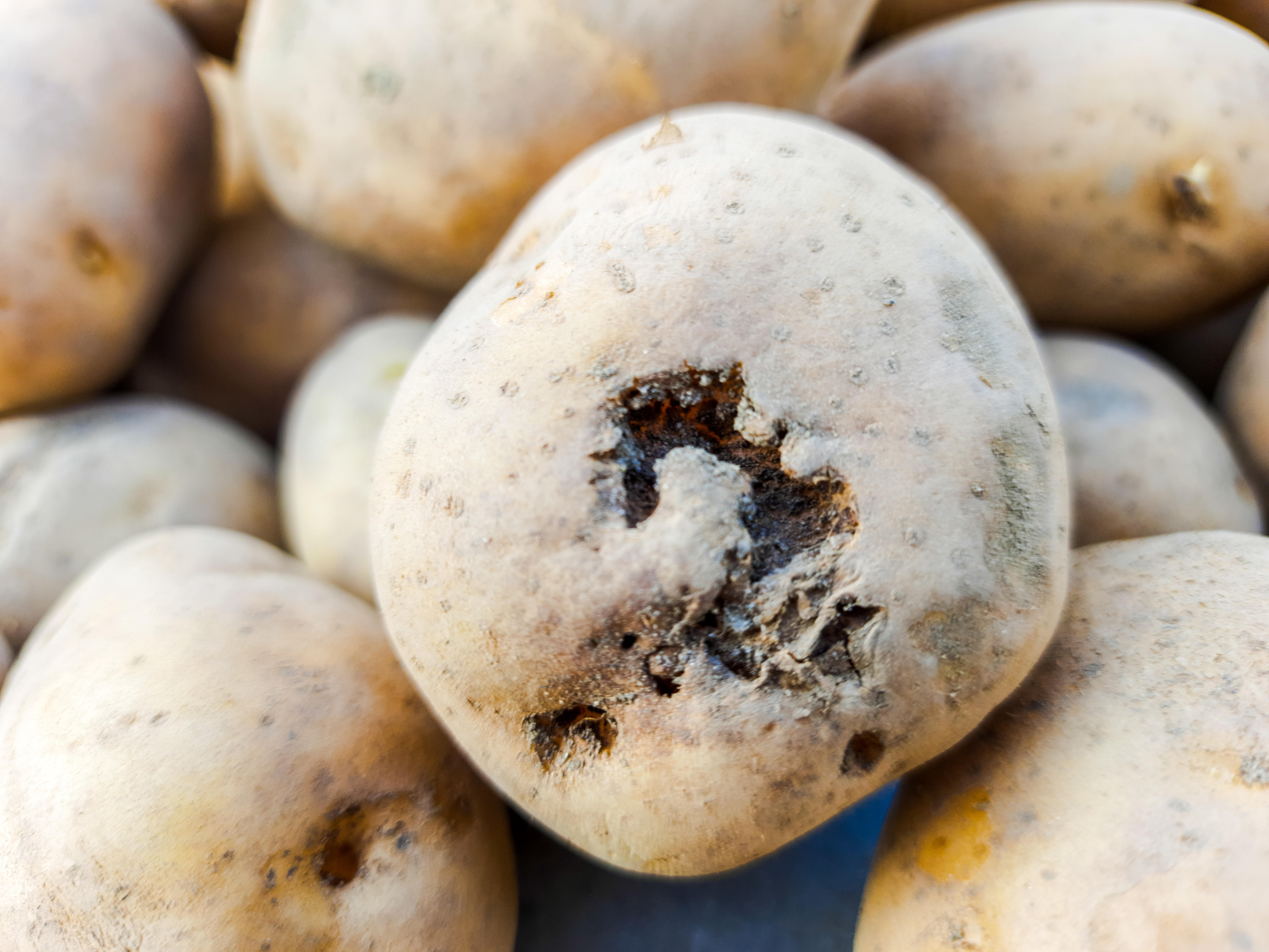 potato tuber with common scab diseases in potatoes potato tuber with common scab diseases in potatoes