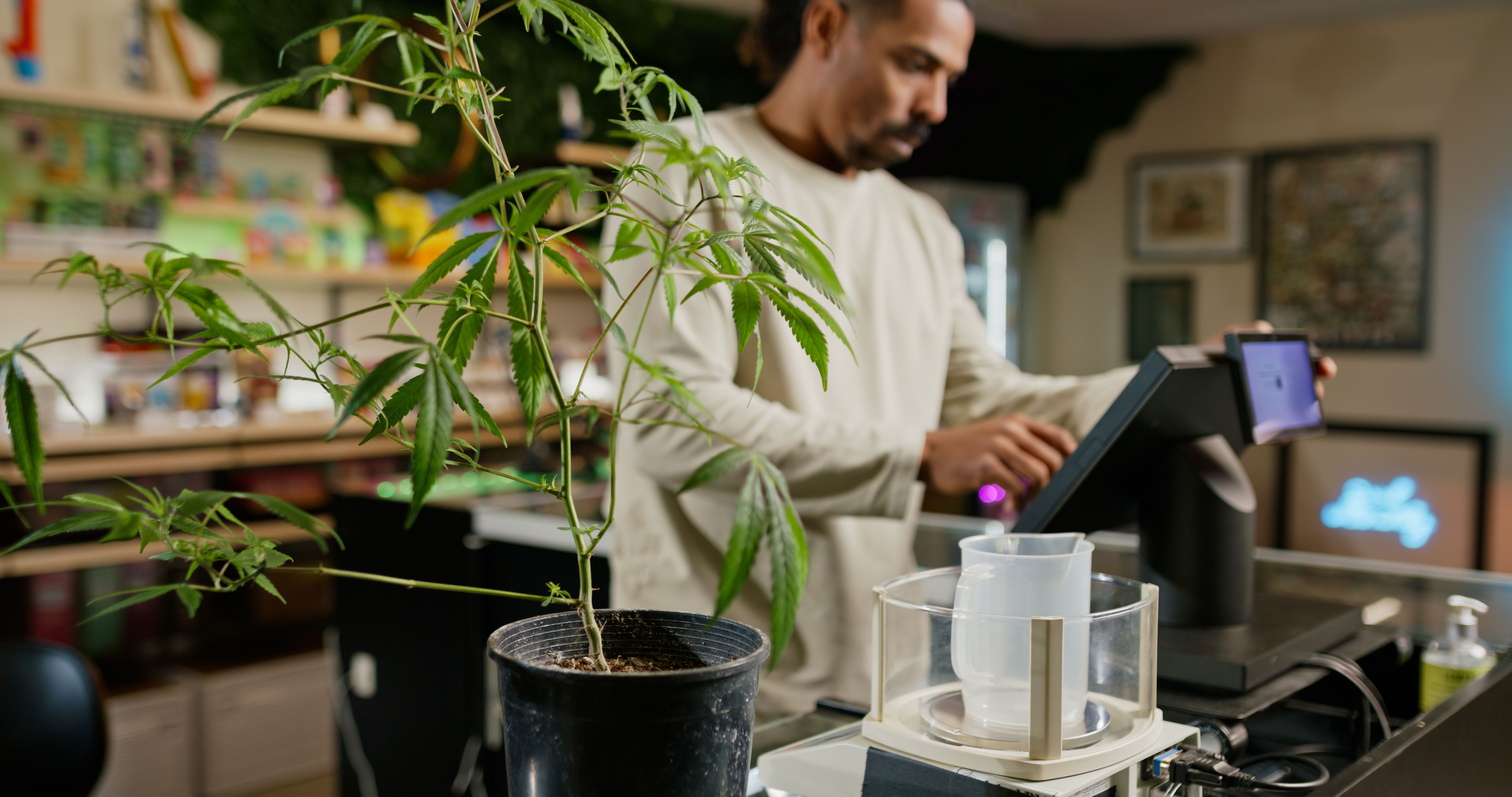 marijuana regulations