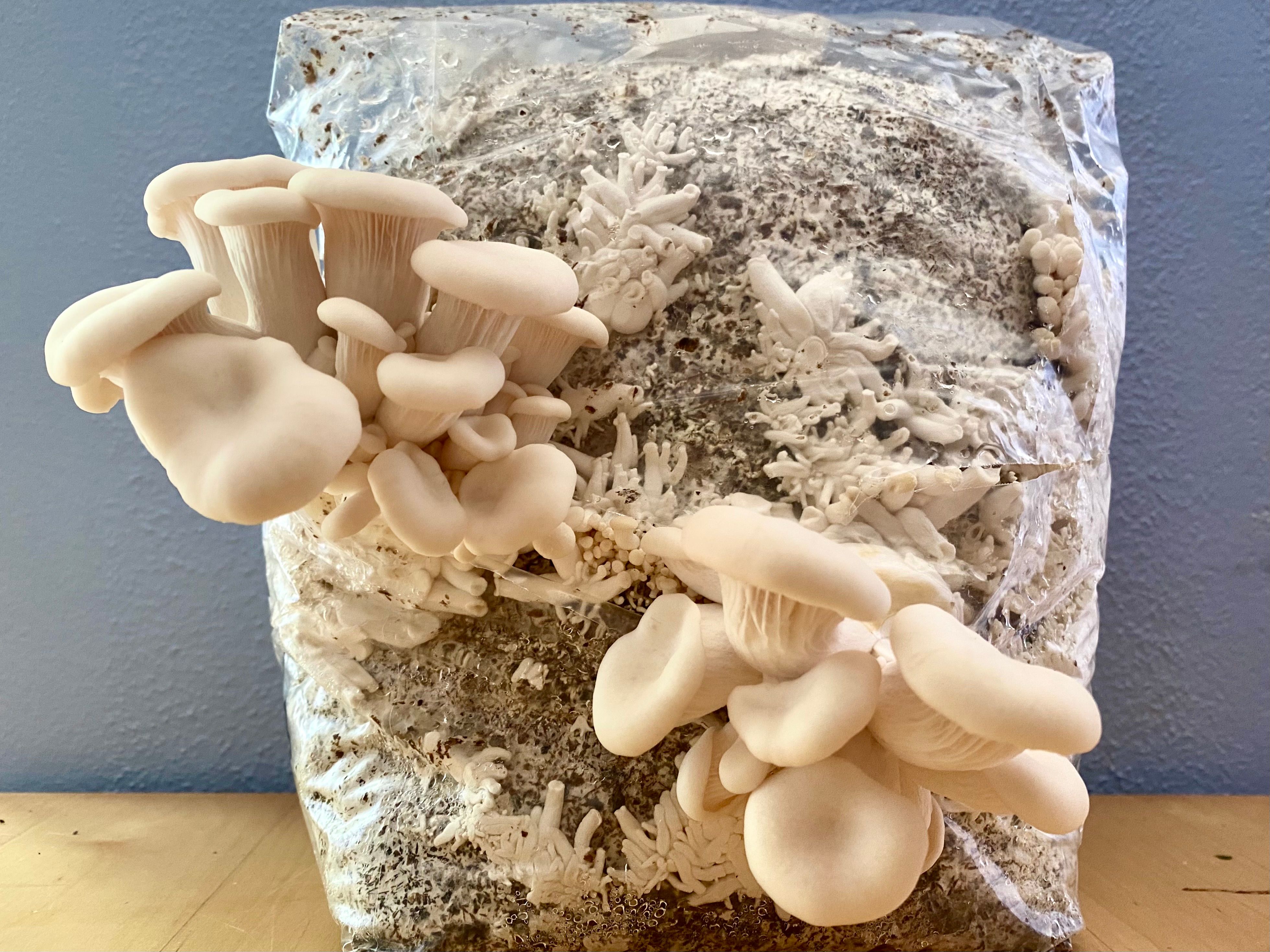 mushroom growing kit