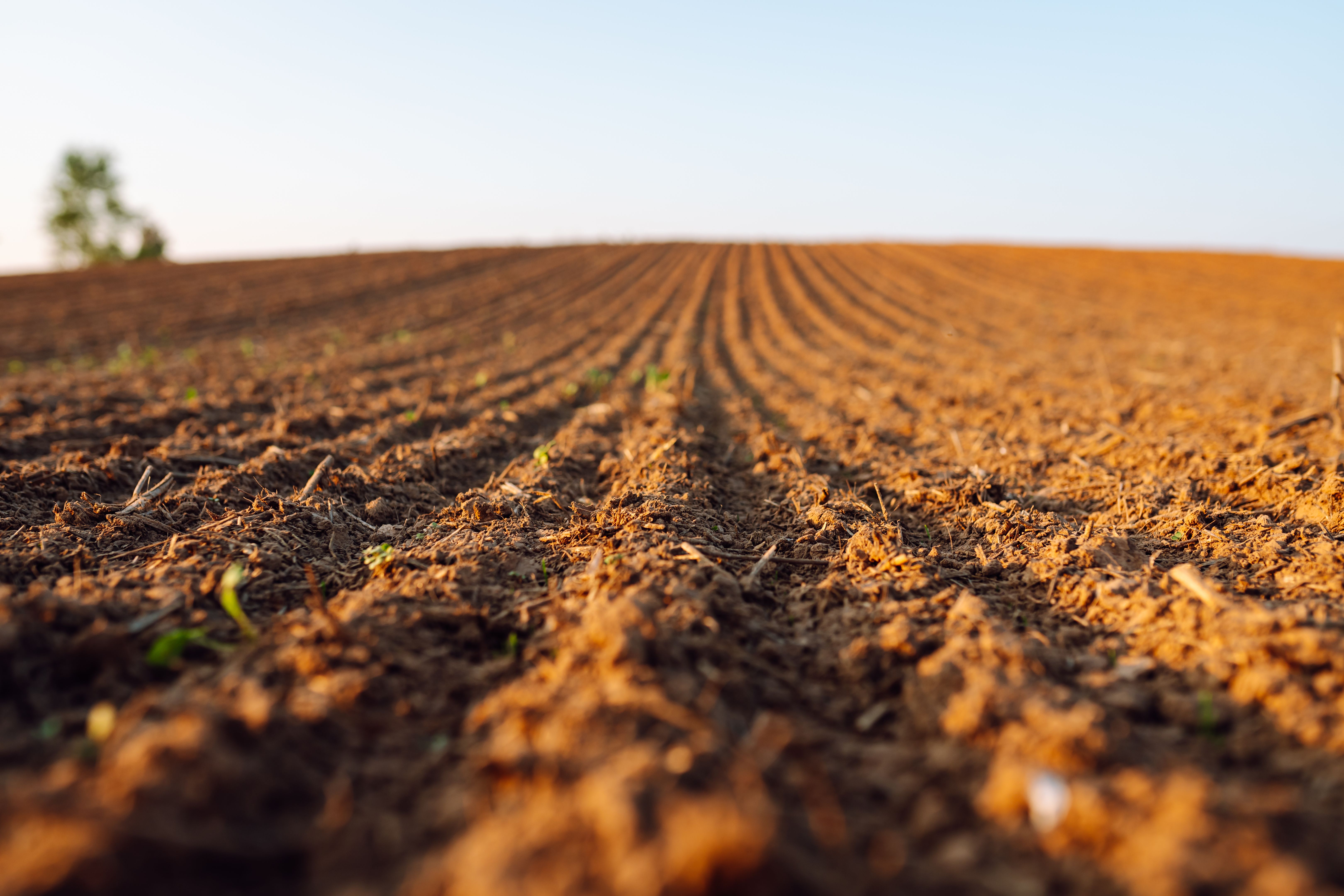 Plowed field before sowing.