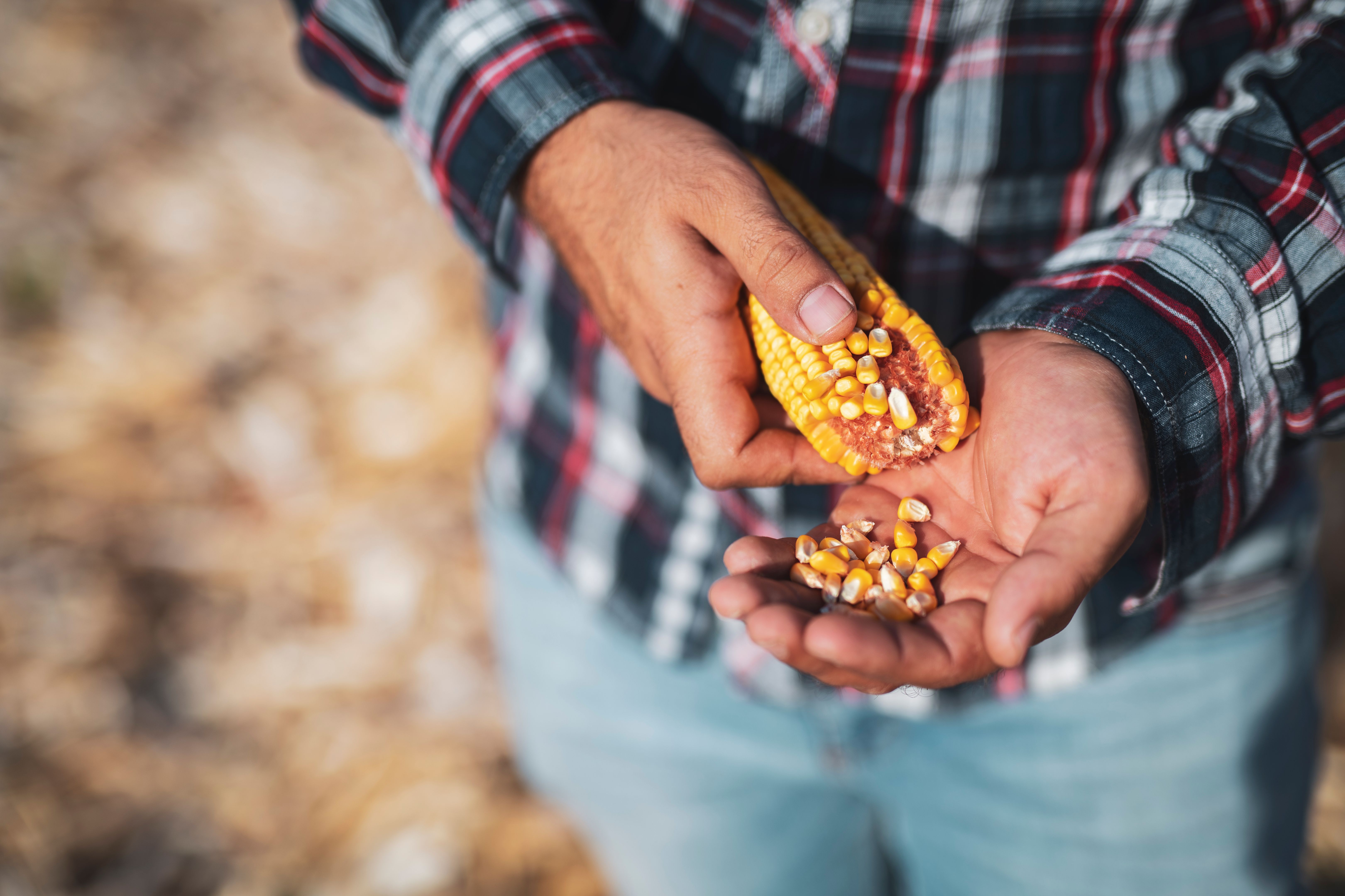 Farmer inspecting corn cob Farmer inspecting corn cob