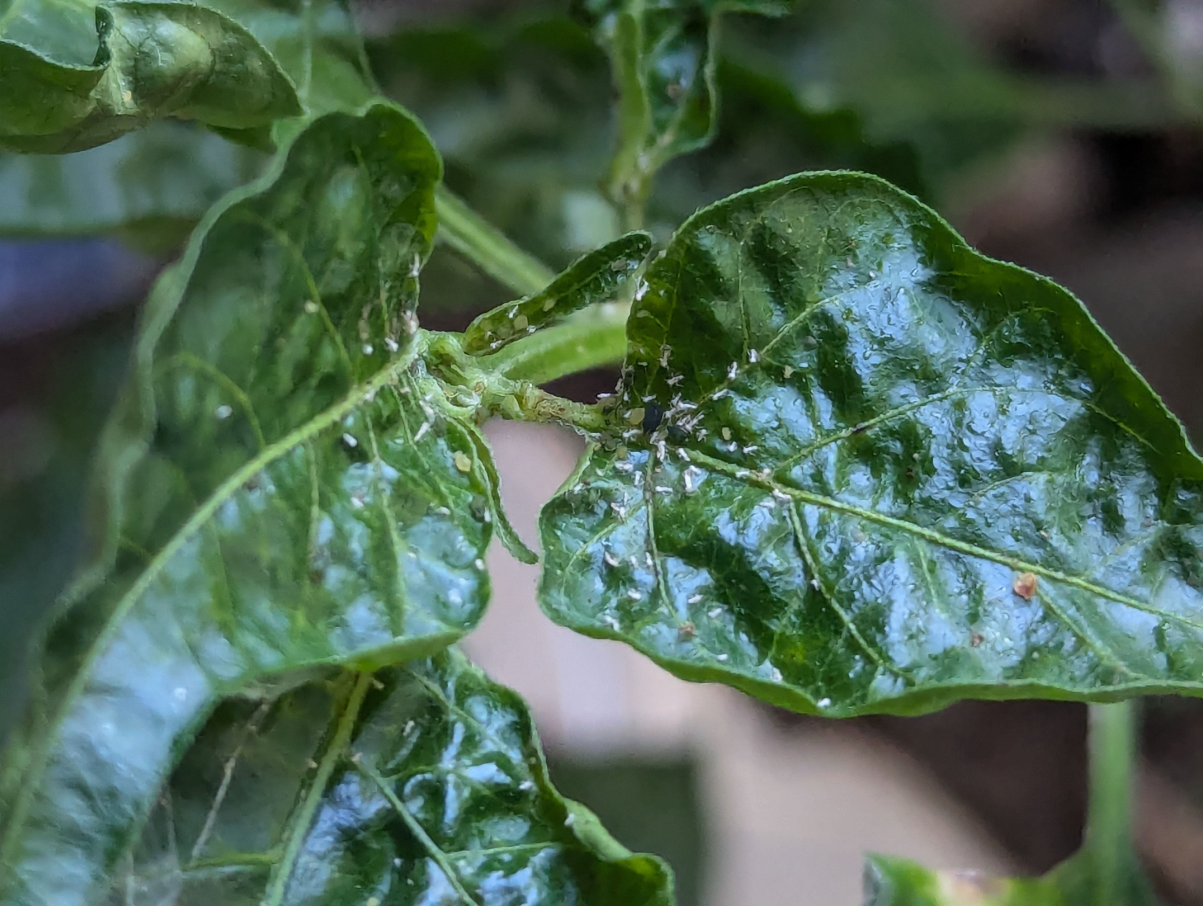 tropical climate pests