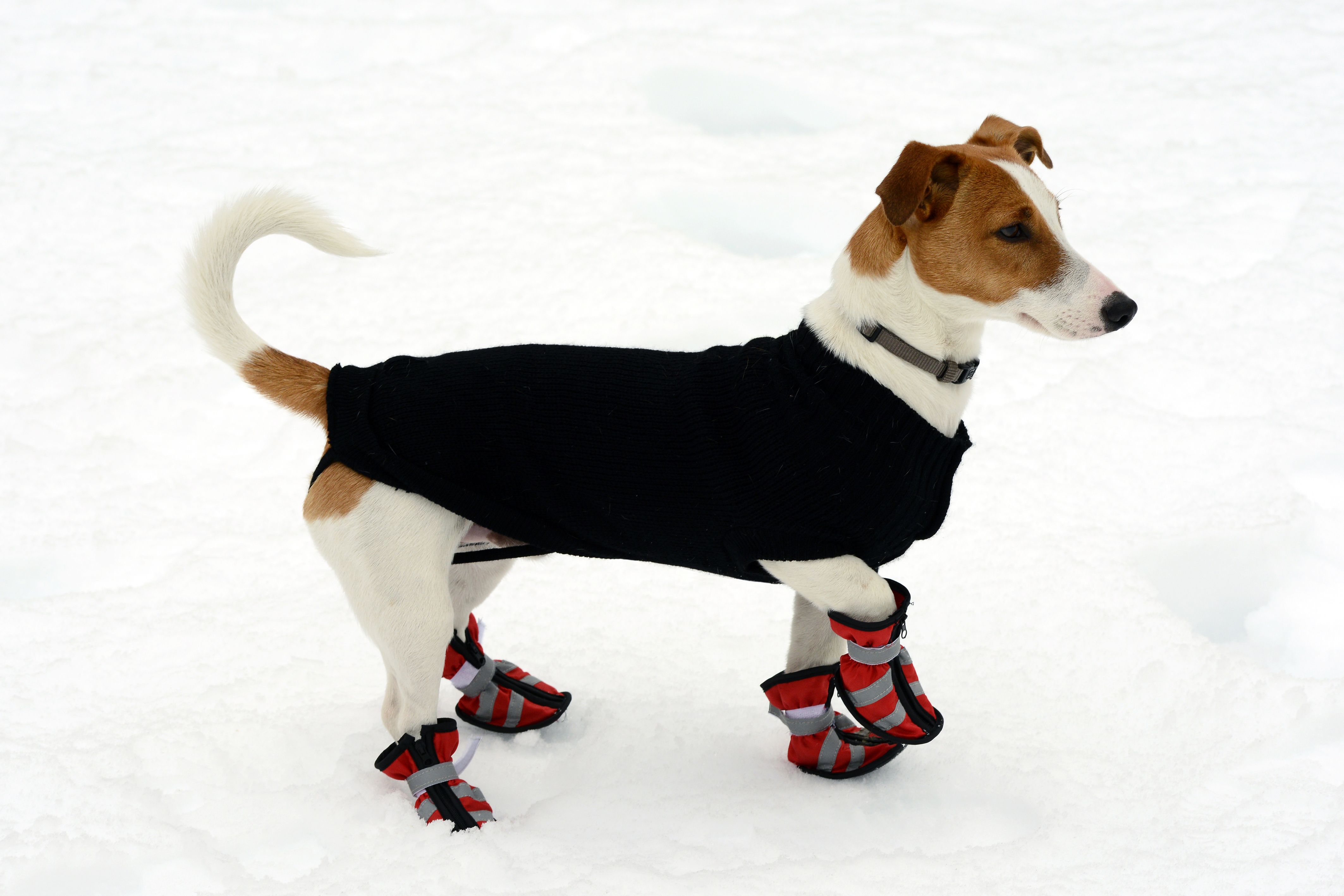 dog booties
