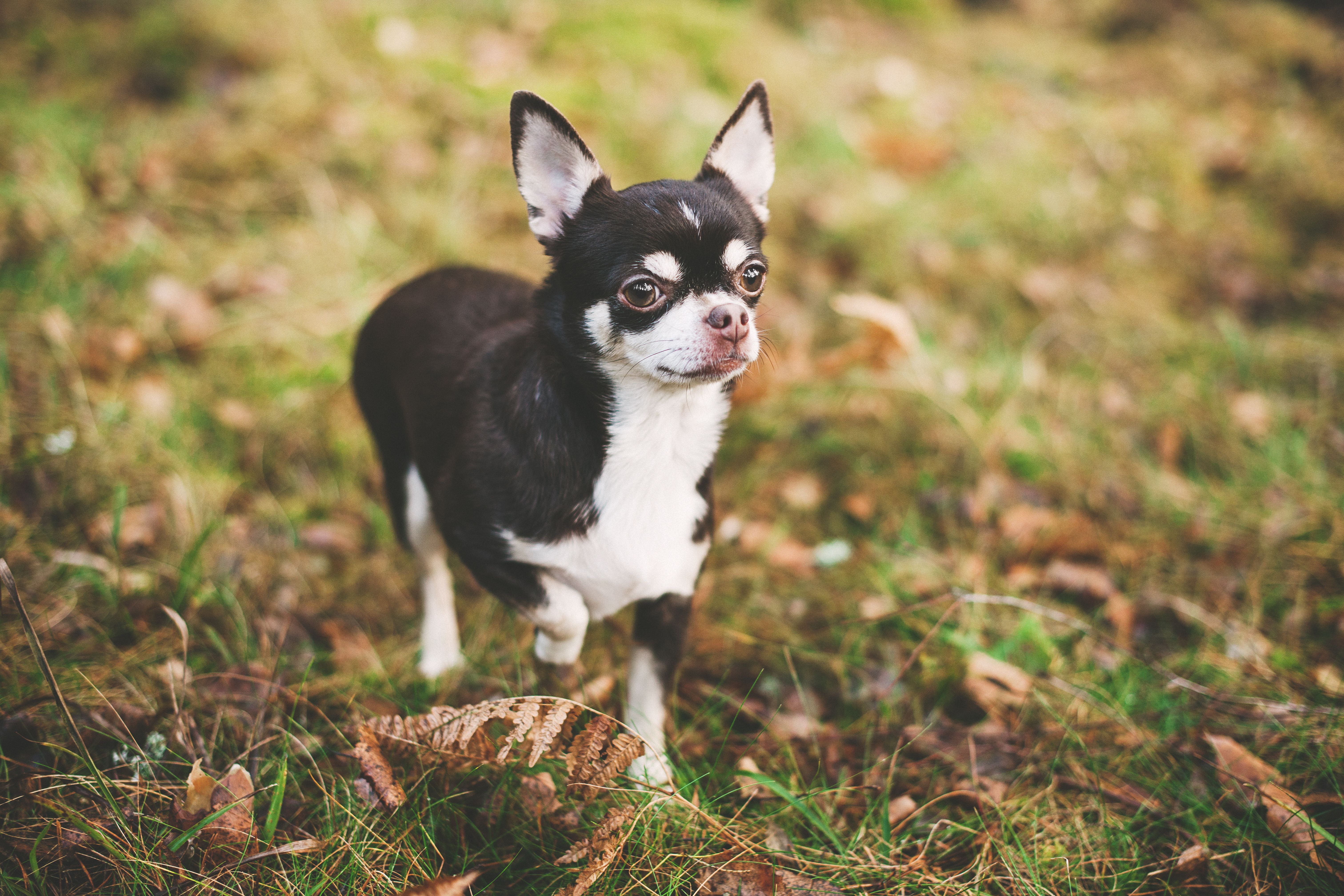 Cute Chihuahua