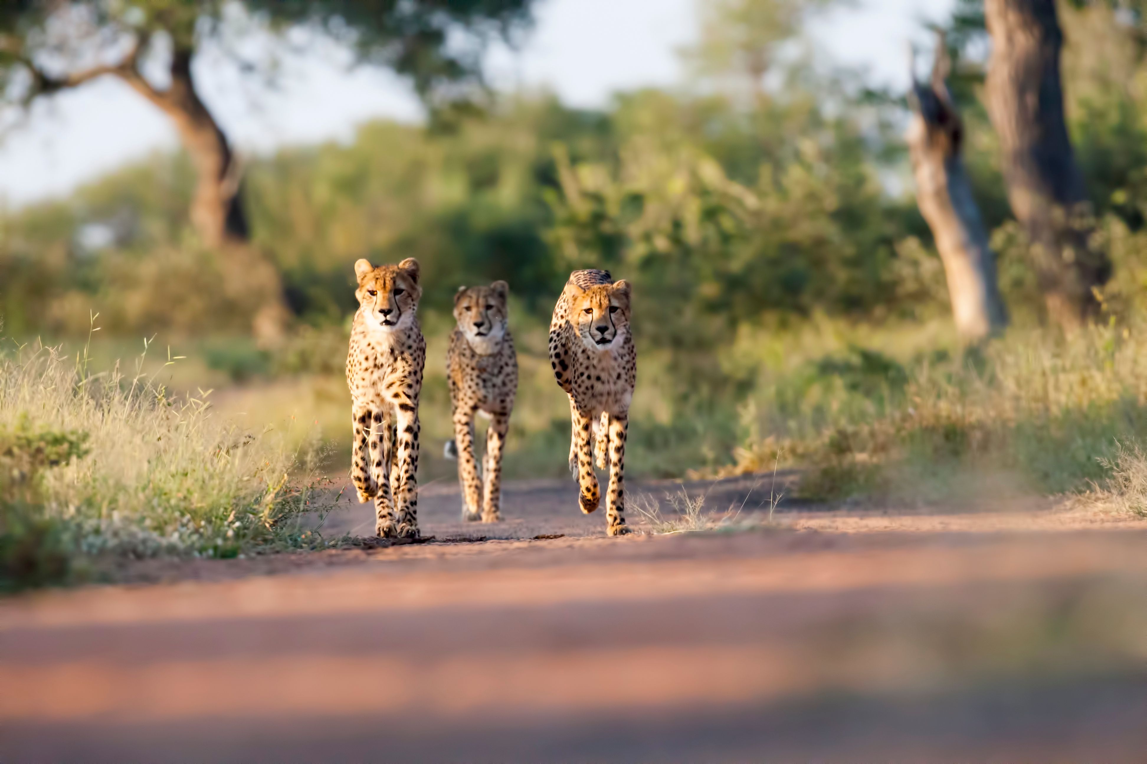 wildlife safari