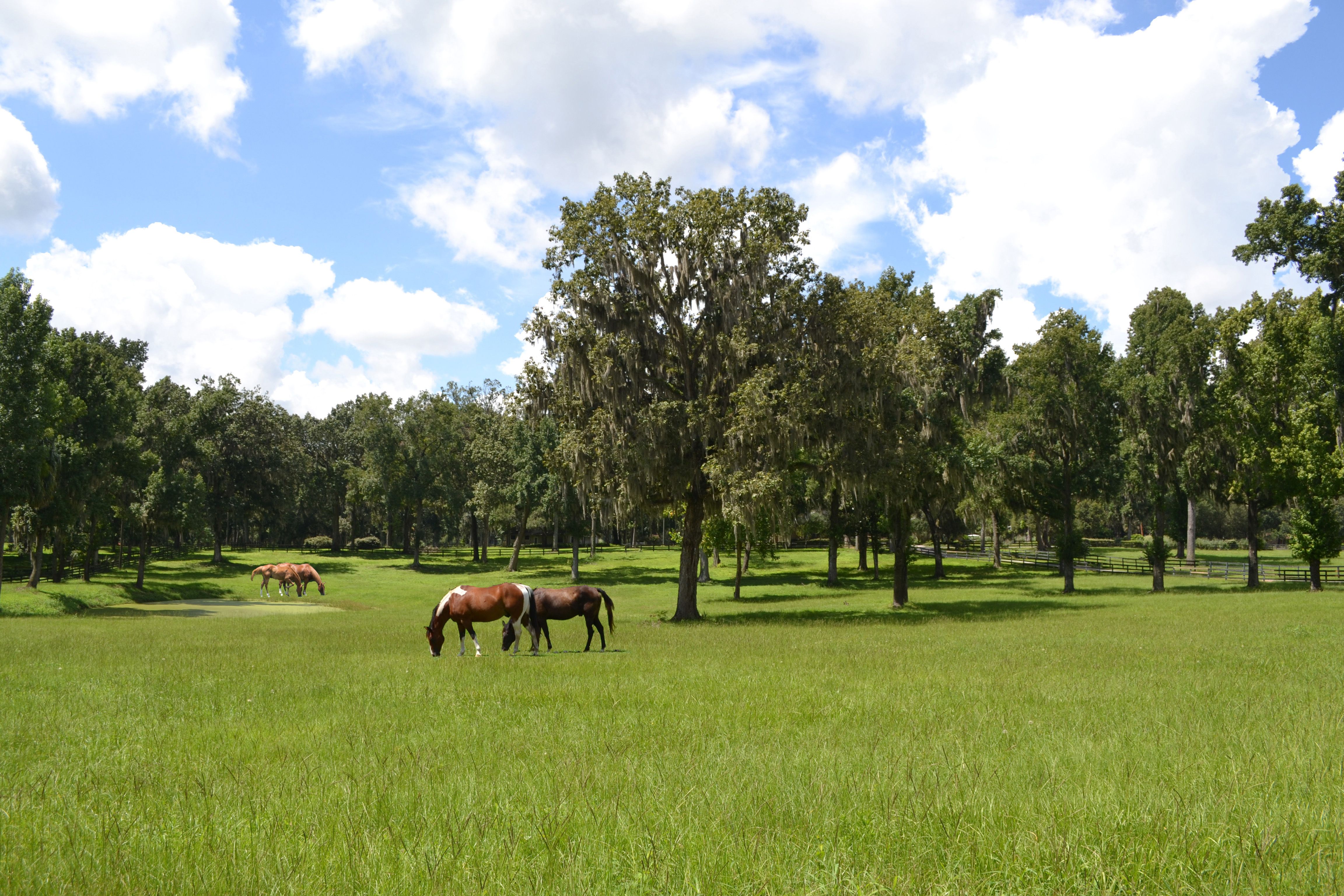 florida pasture