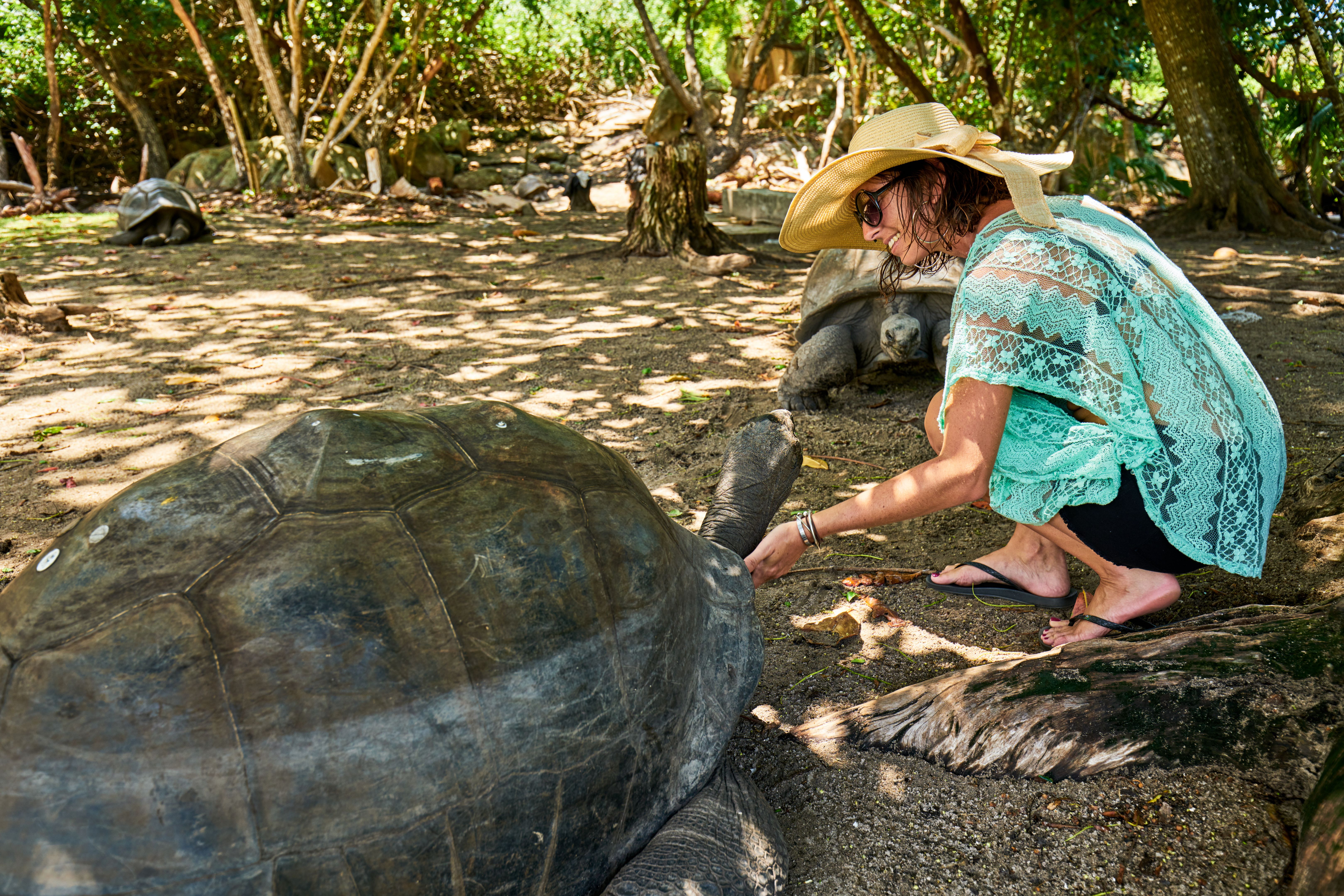 guide explaining turtles