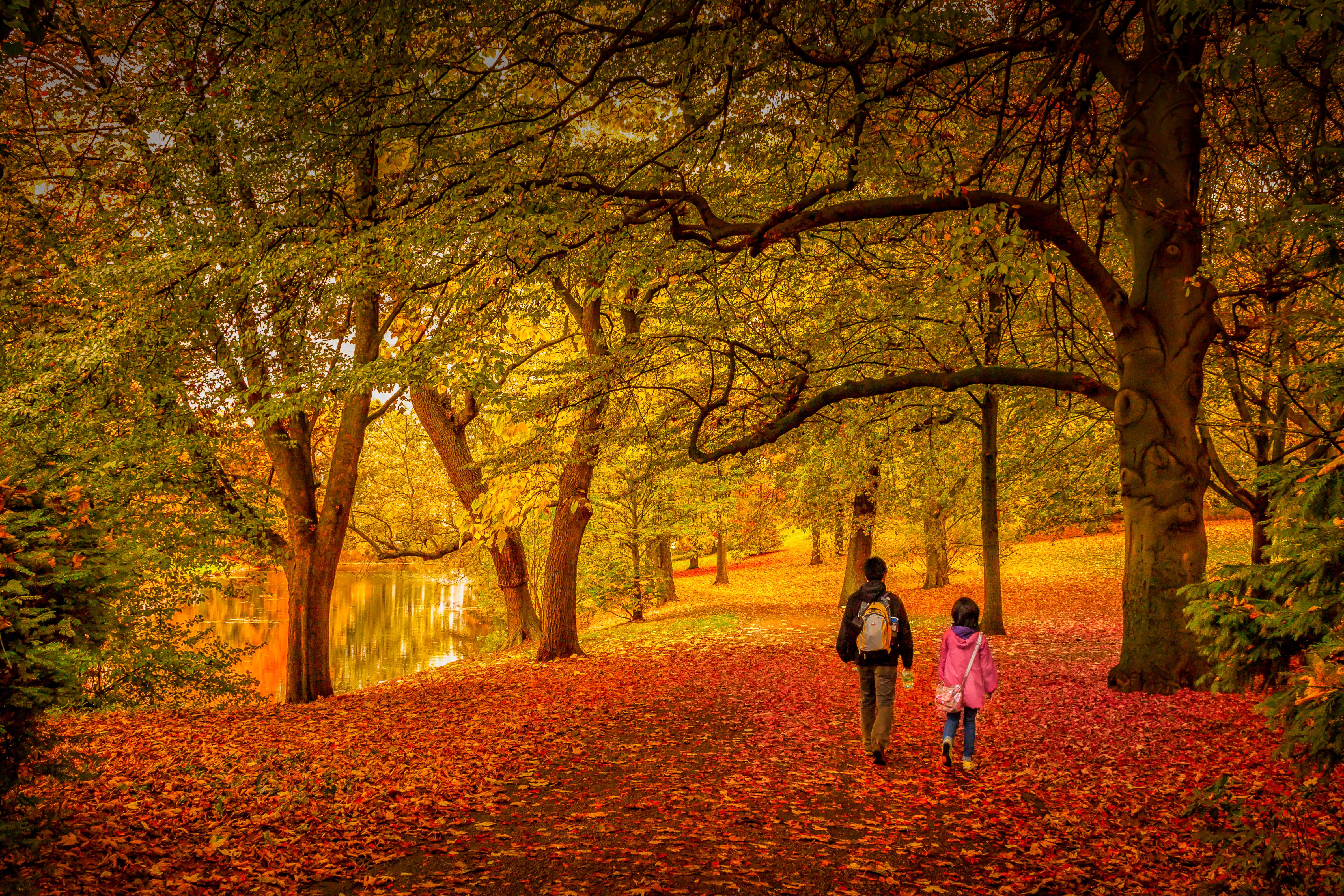 Rear View Of People Walking In Forest During Autumn