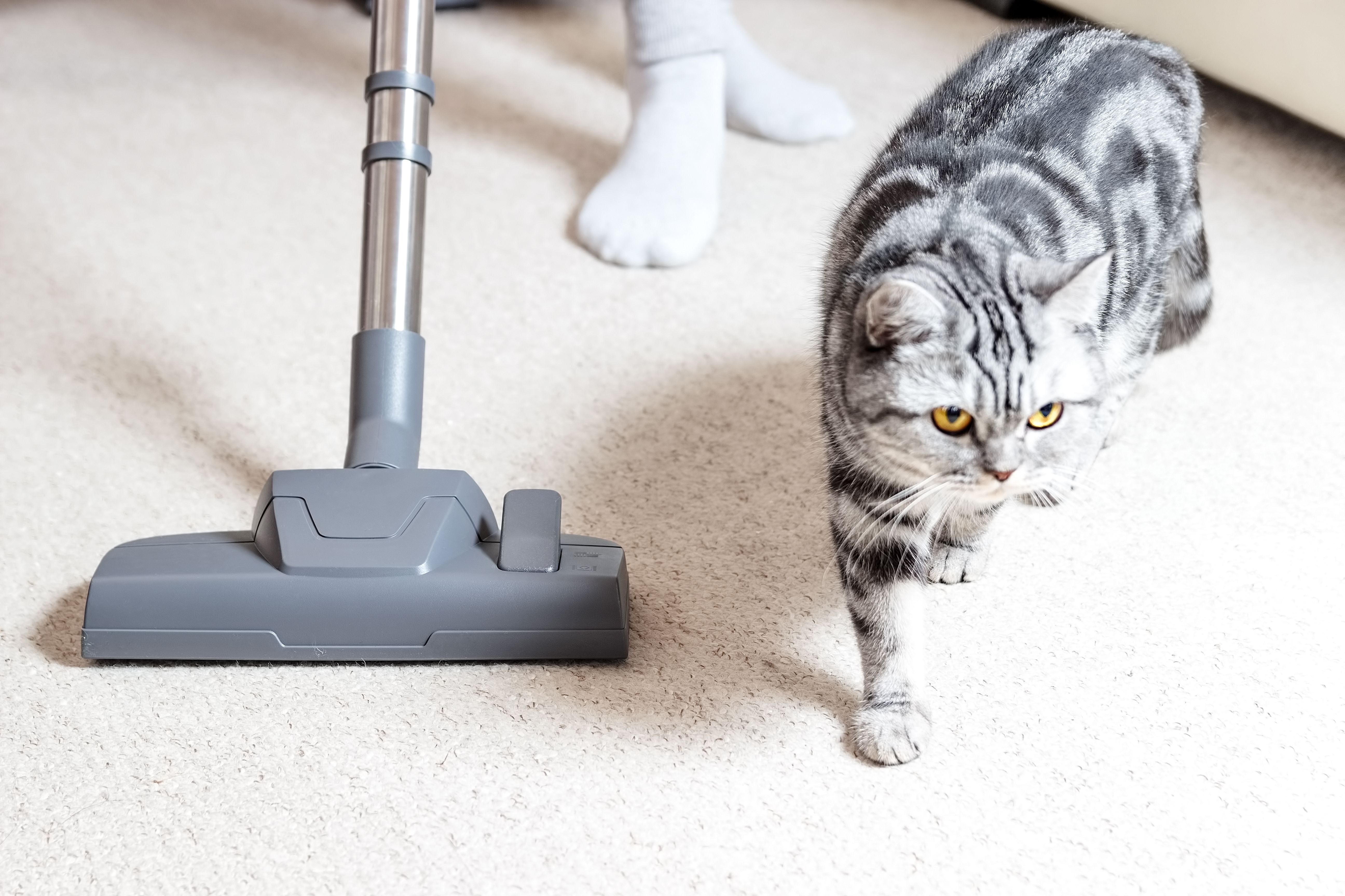 Vacuum cleaner. Carpet hoover. Cat hair.