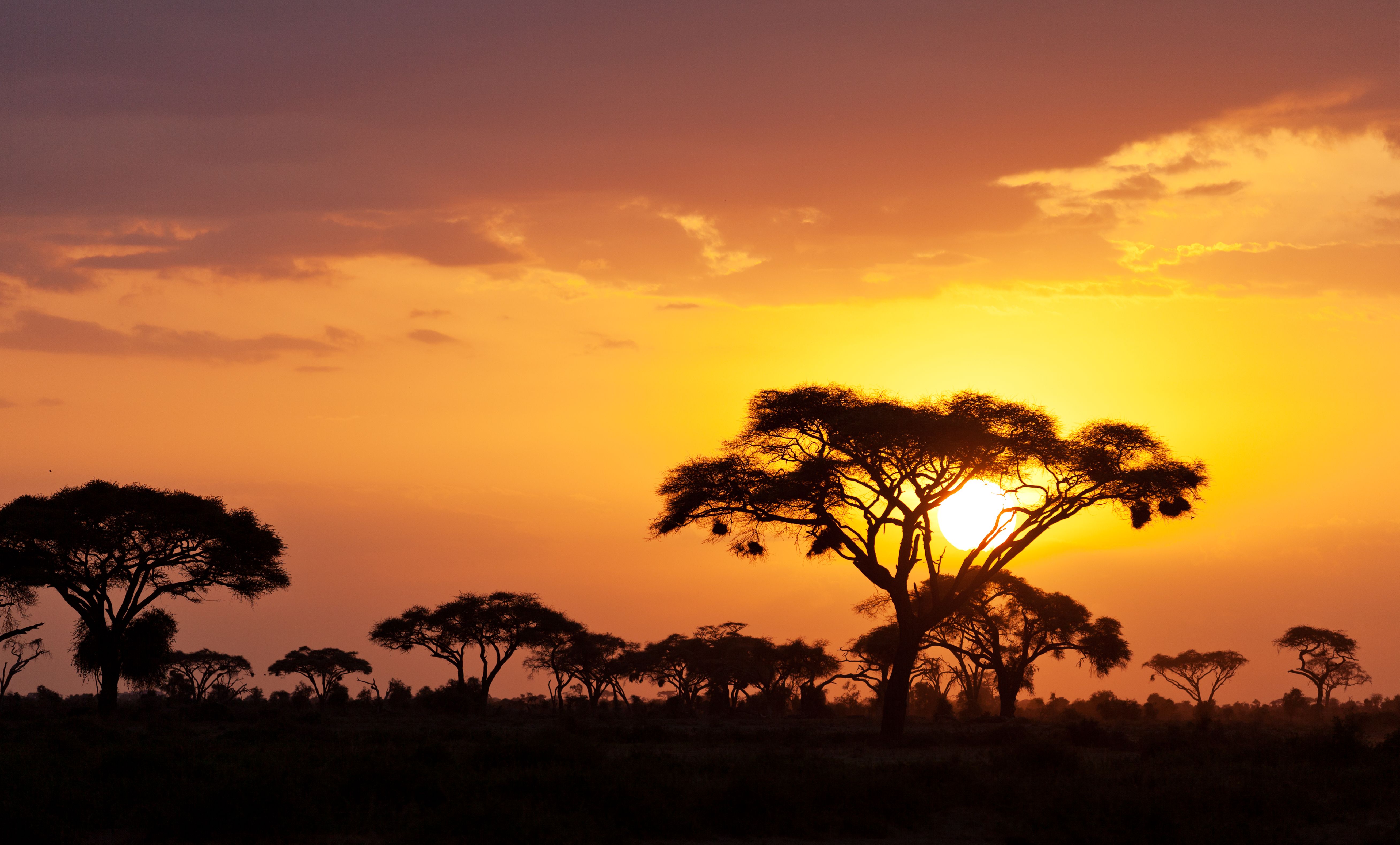 safari sunset