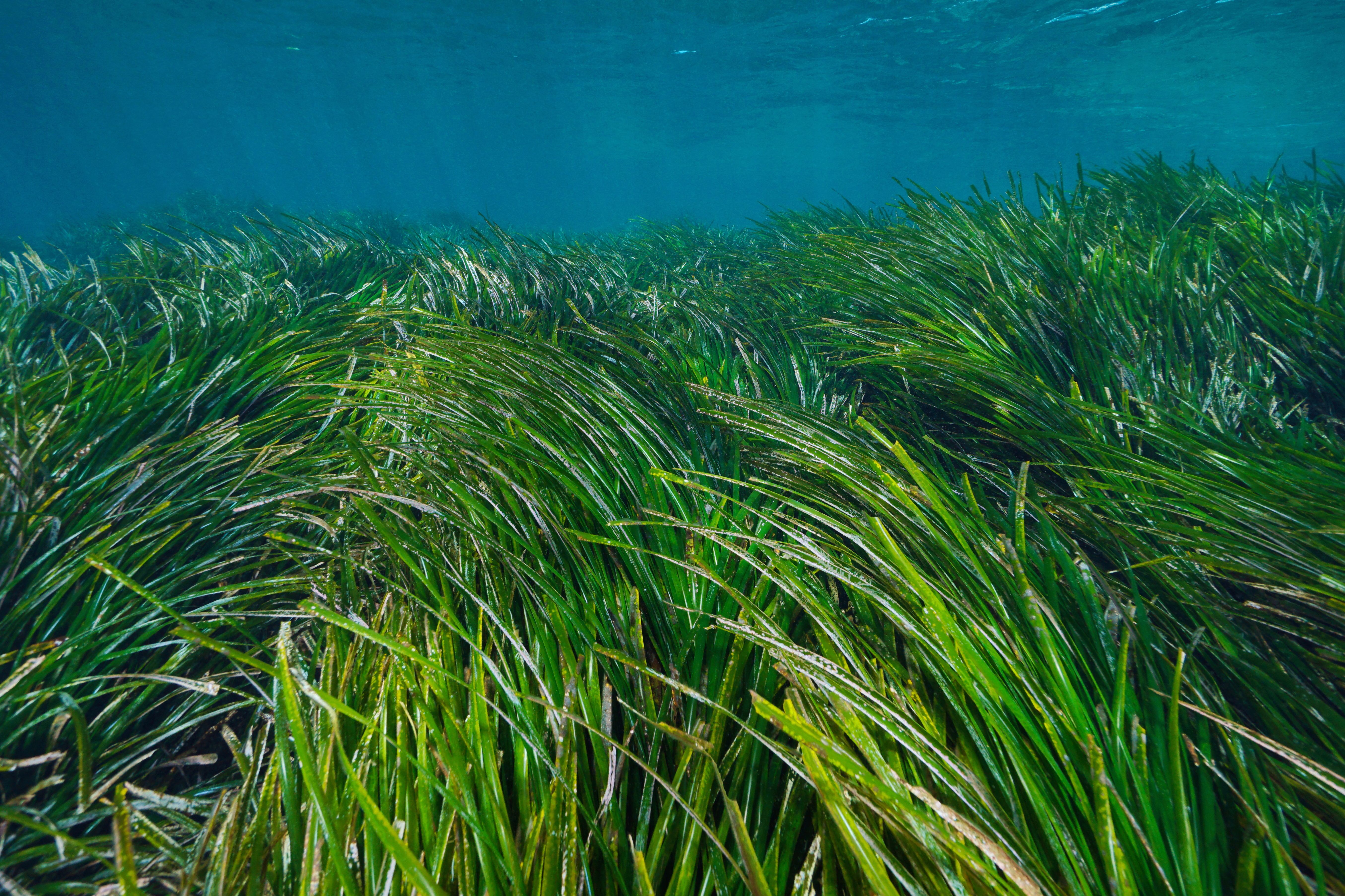 seagrass meadow