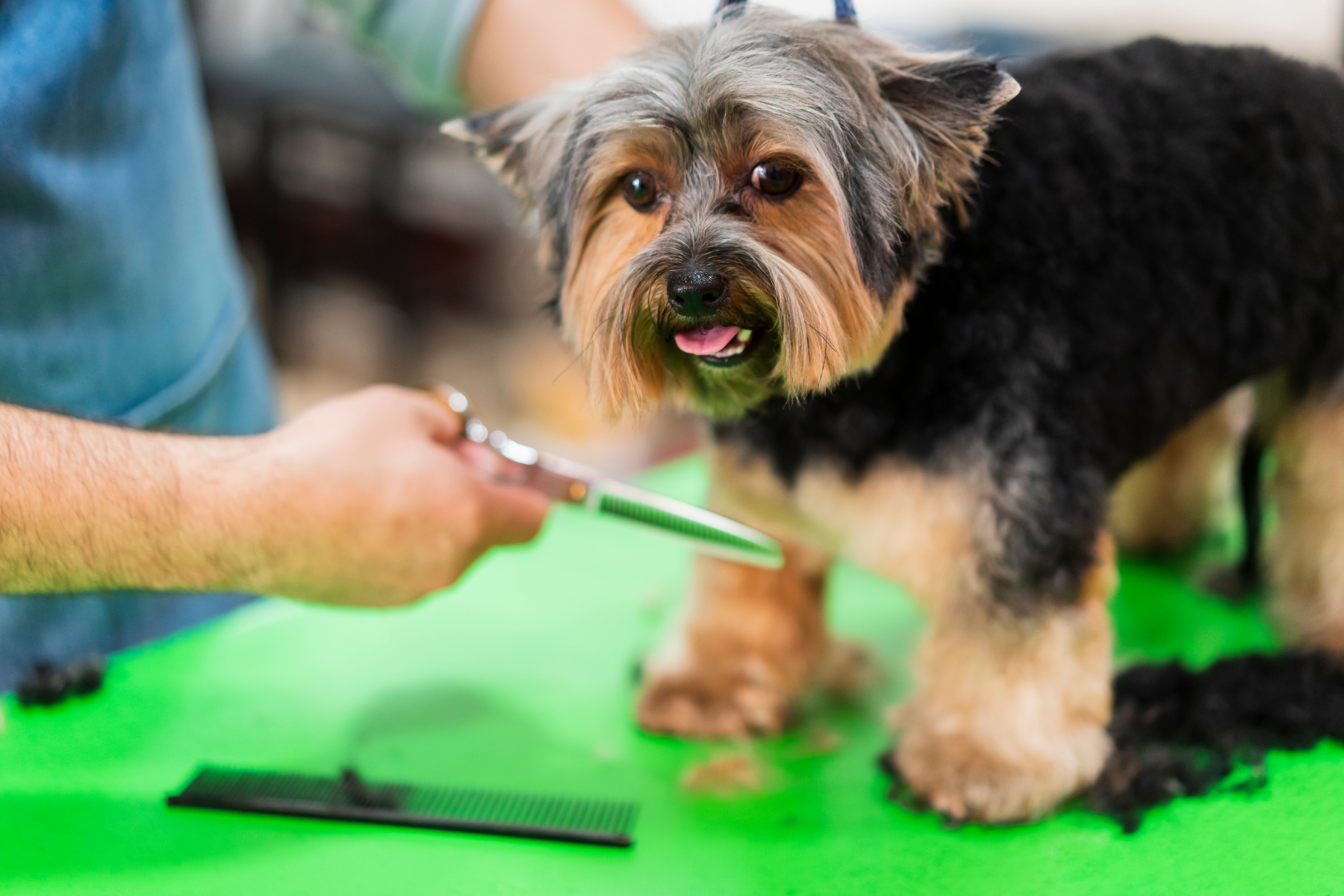 yorkie grooming tools