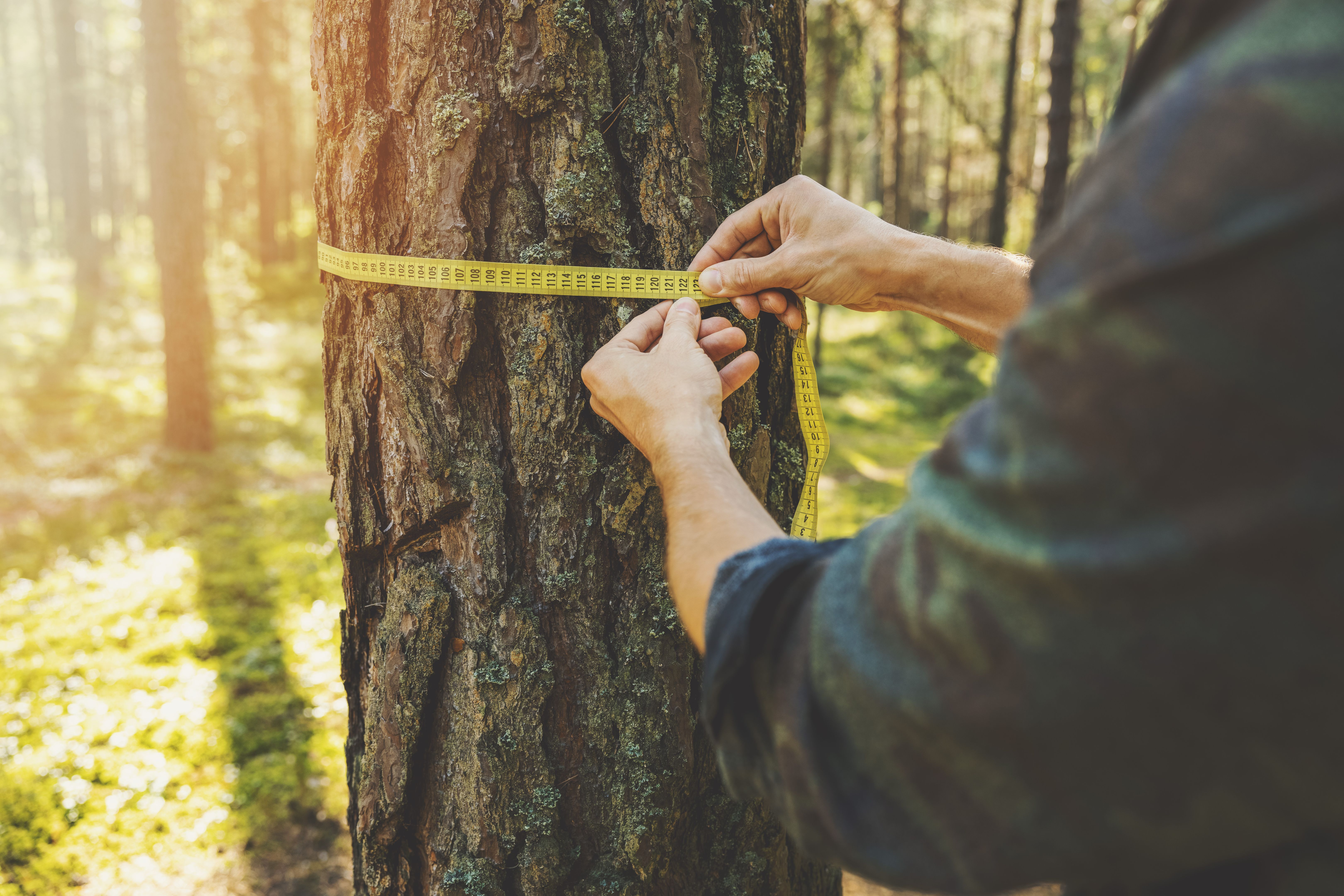 homeowner inspecting tree
