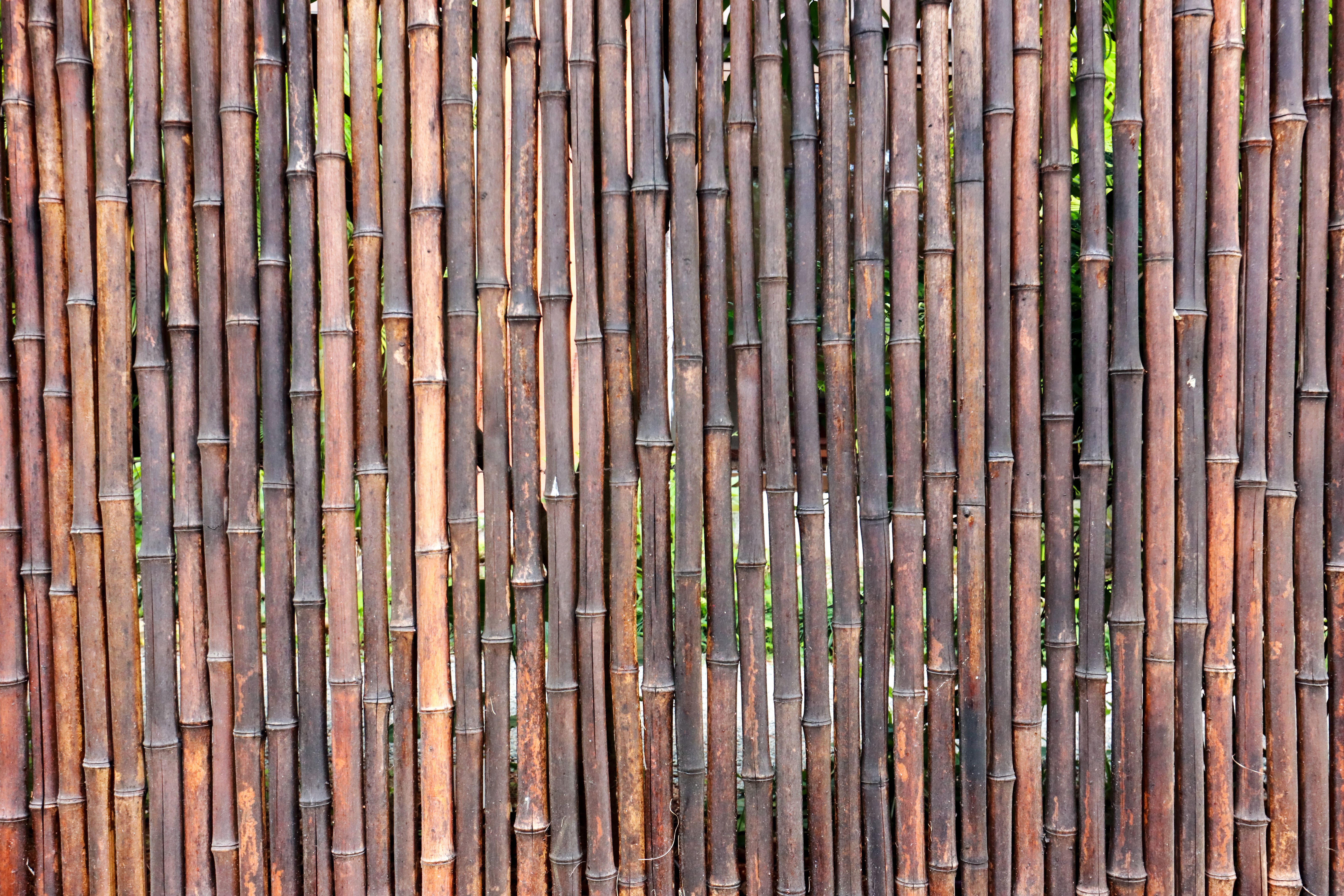 bamboo fence