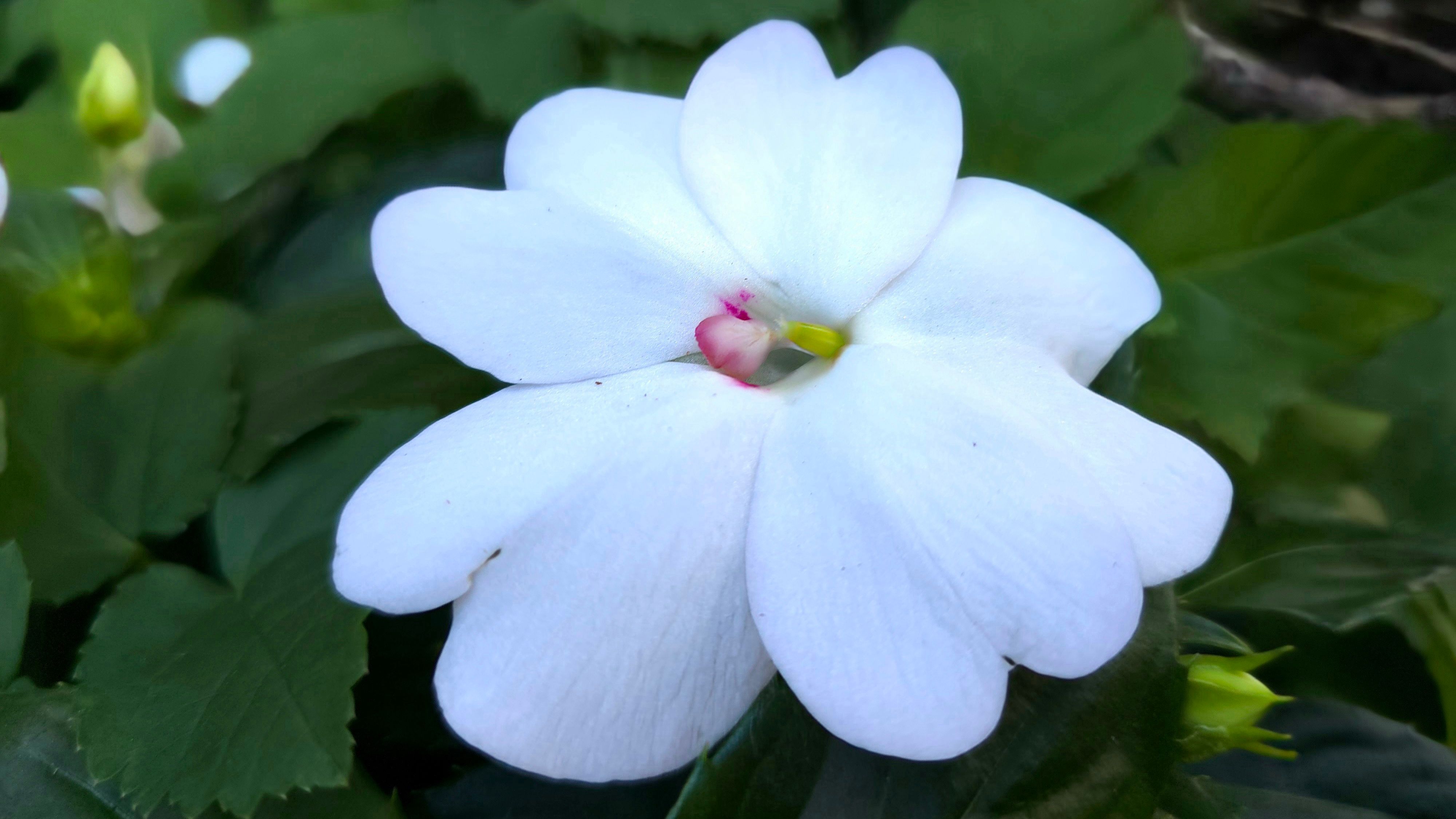 eco-friendly landscaping