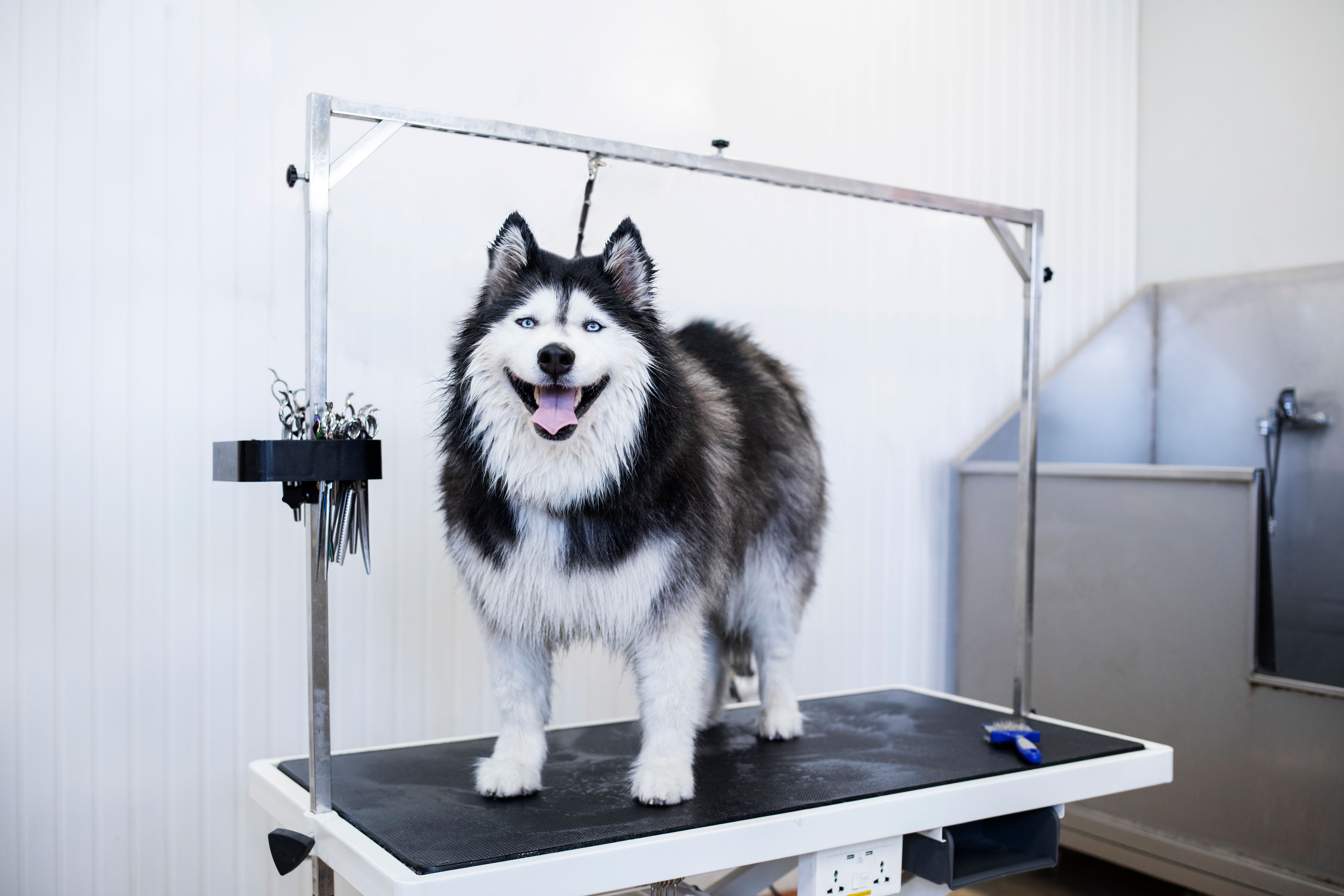 dog grooming salon