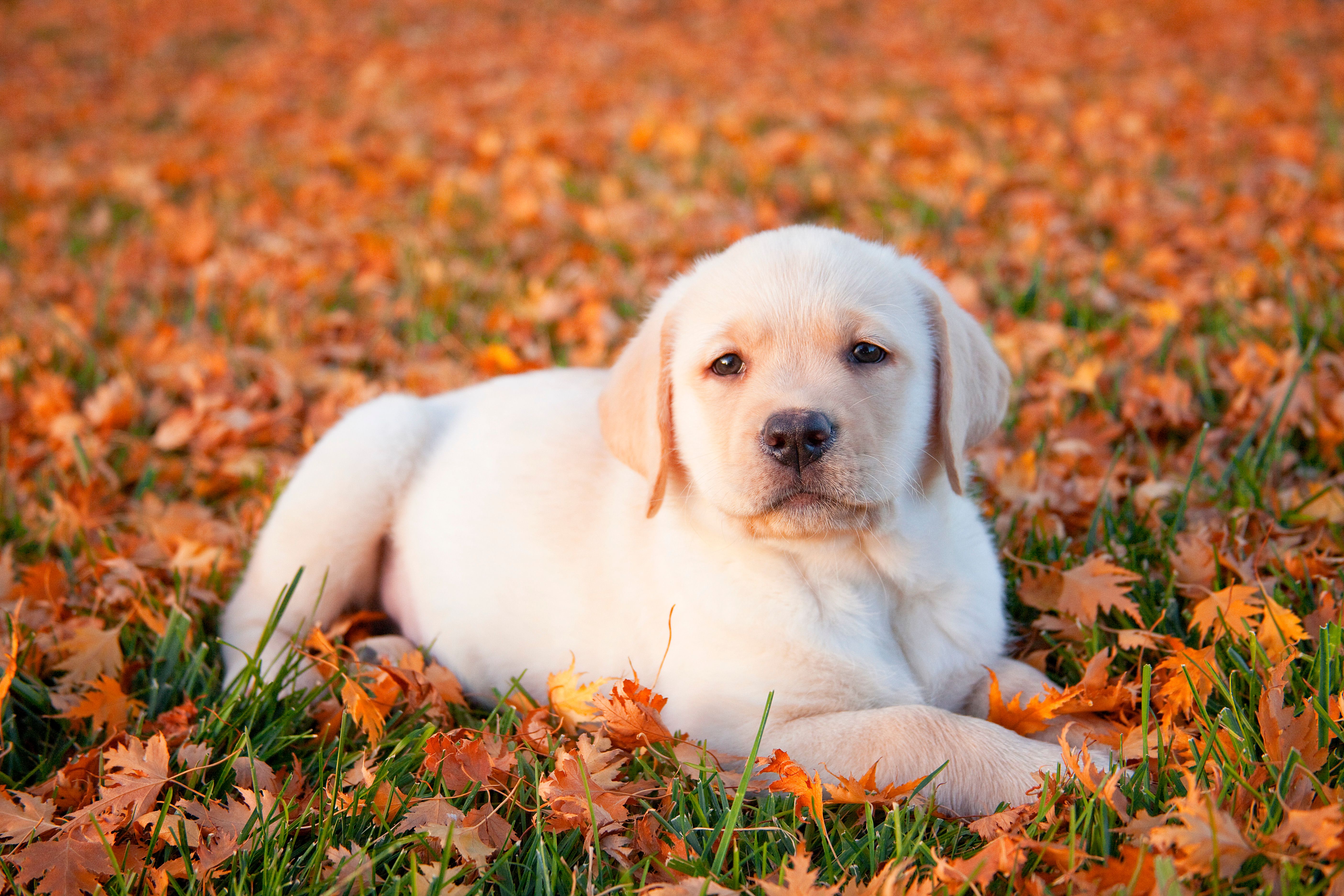 puppy autumn