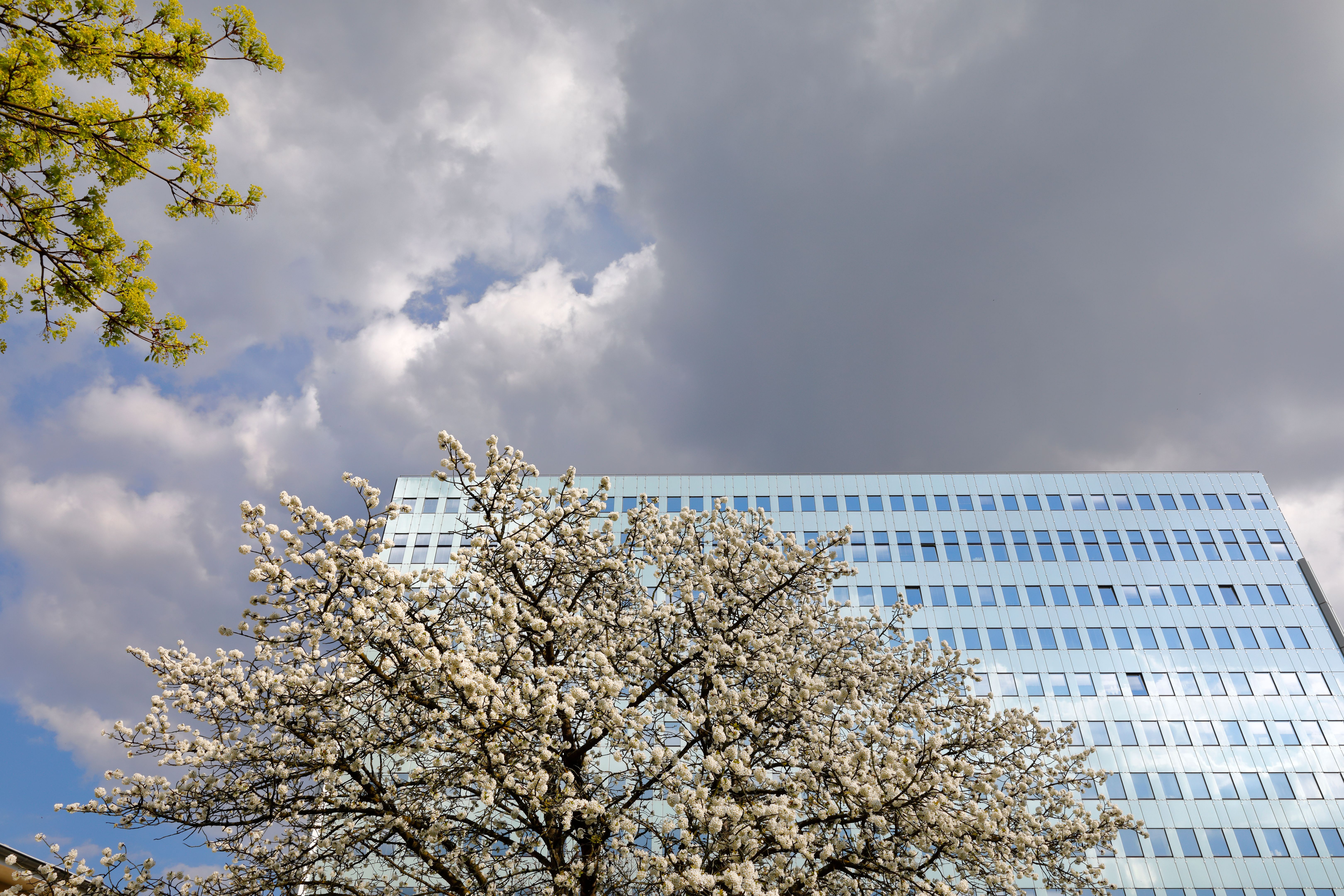 cherry blossoms Cologne