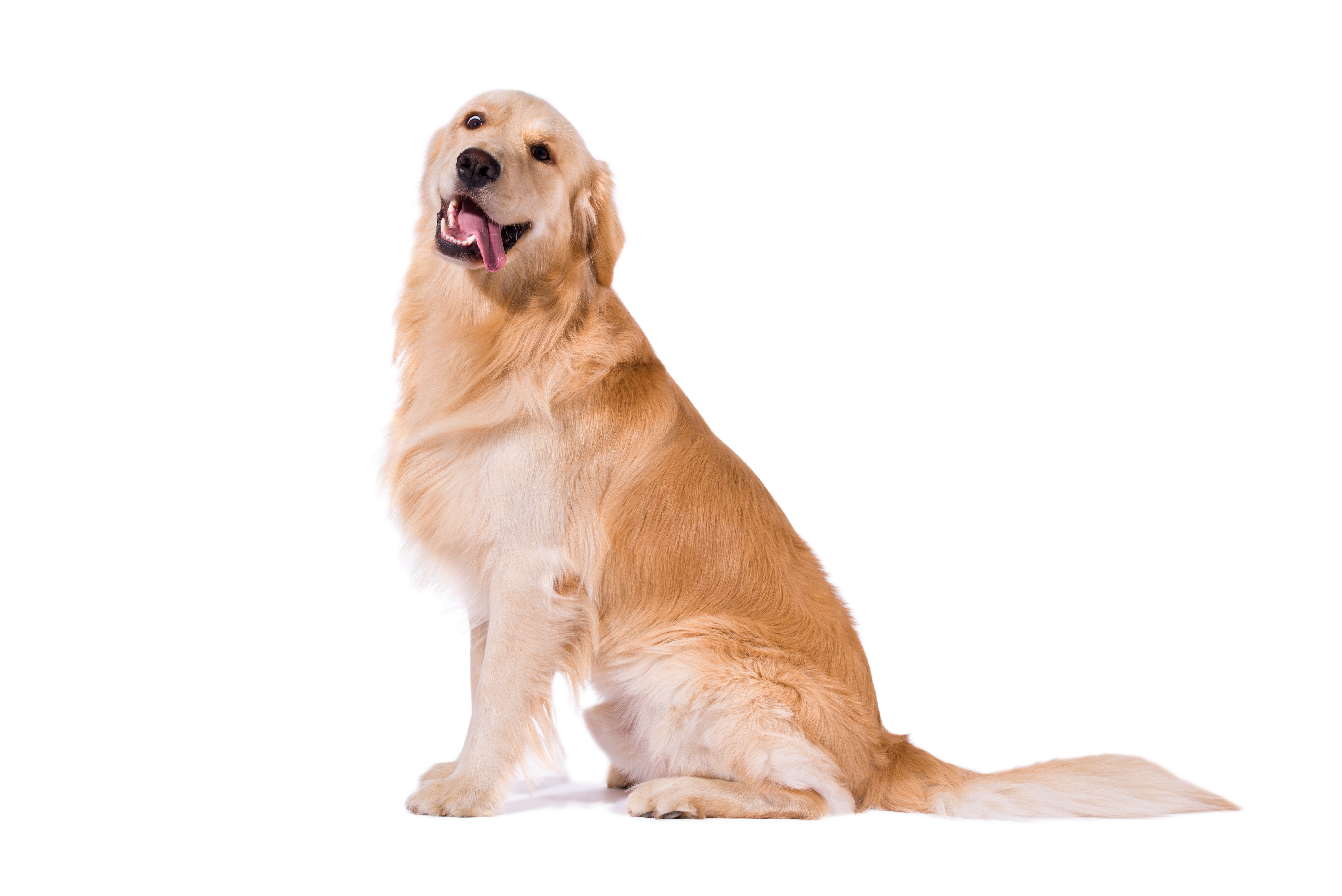 happy golden retriever