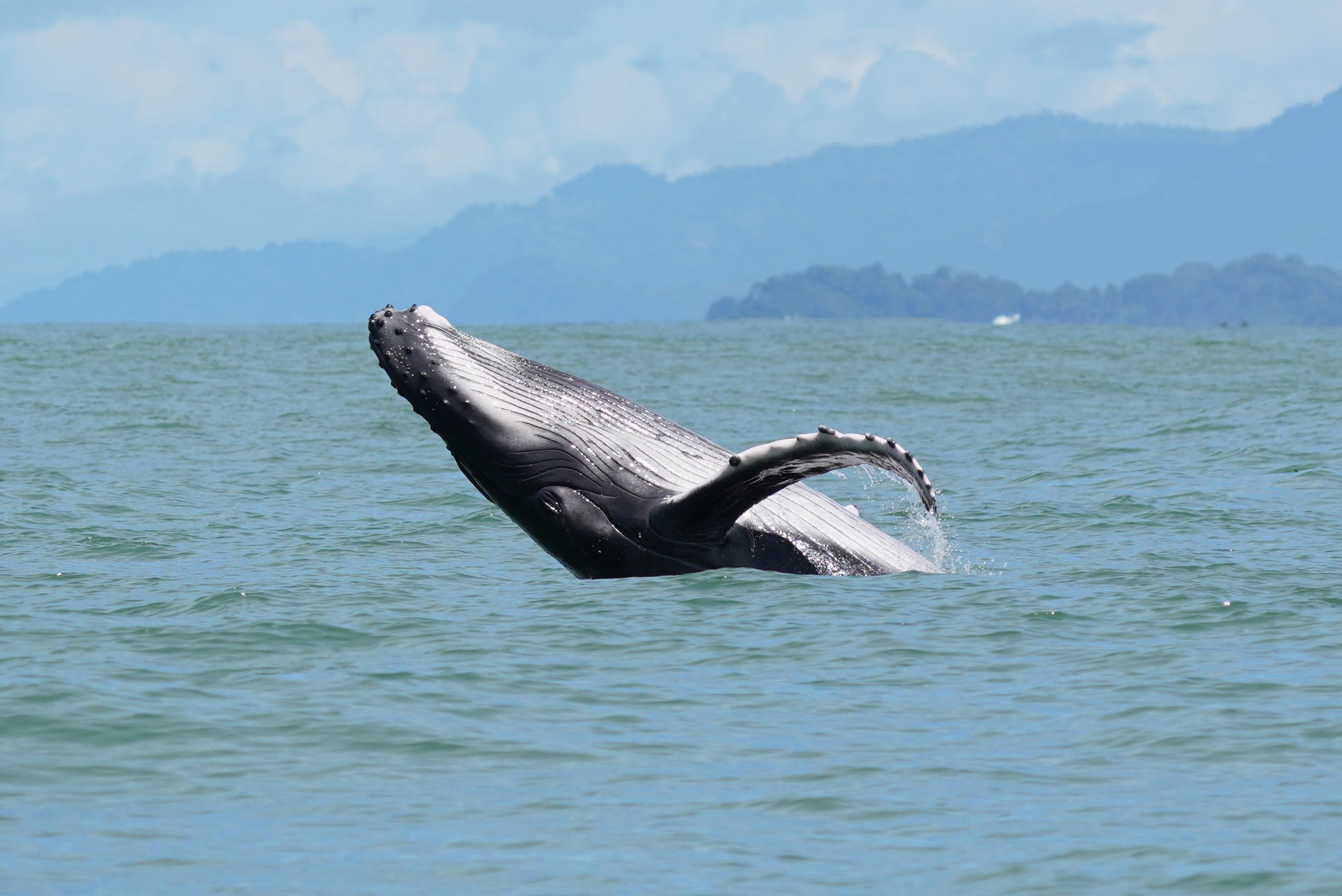 whale watching costa rica