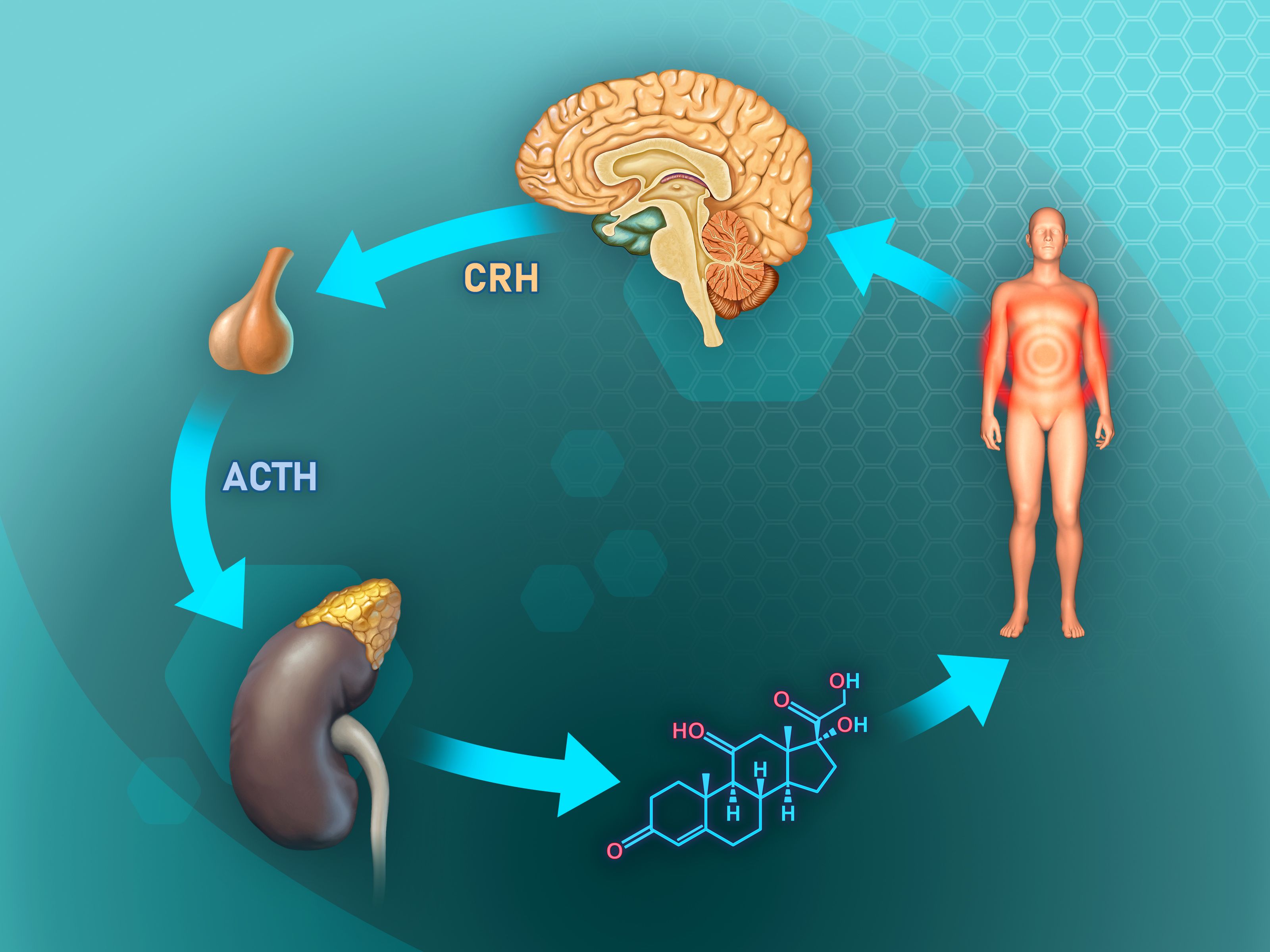 endocannabinoid system diagram