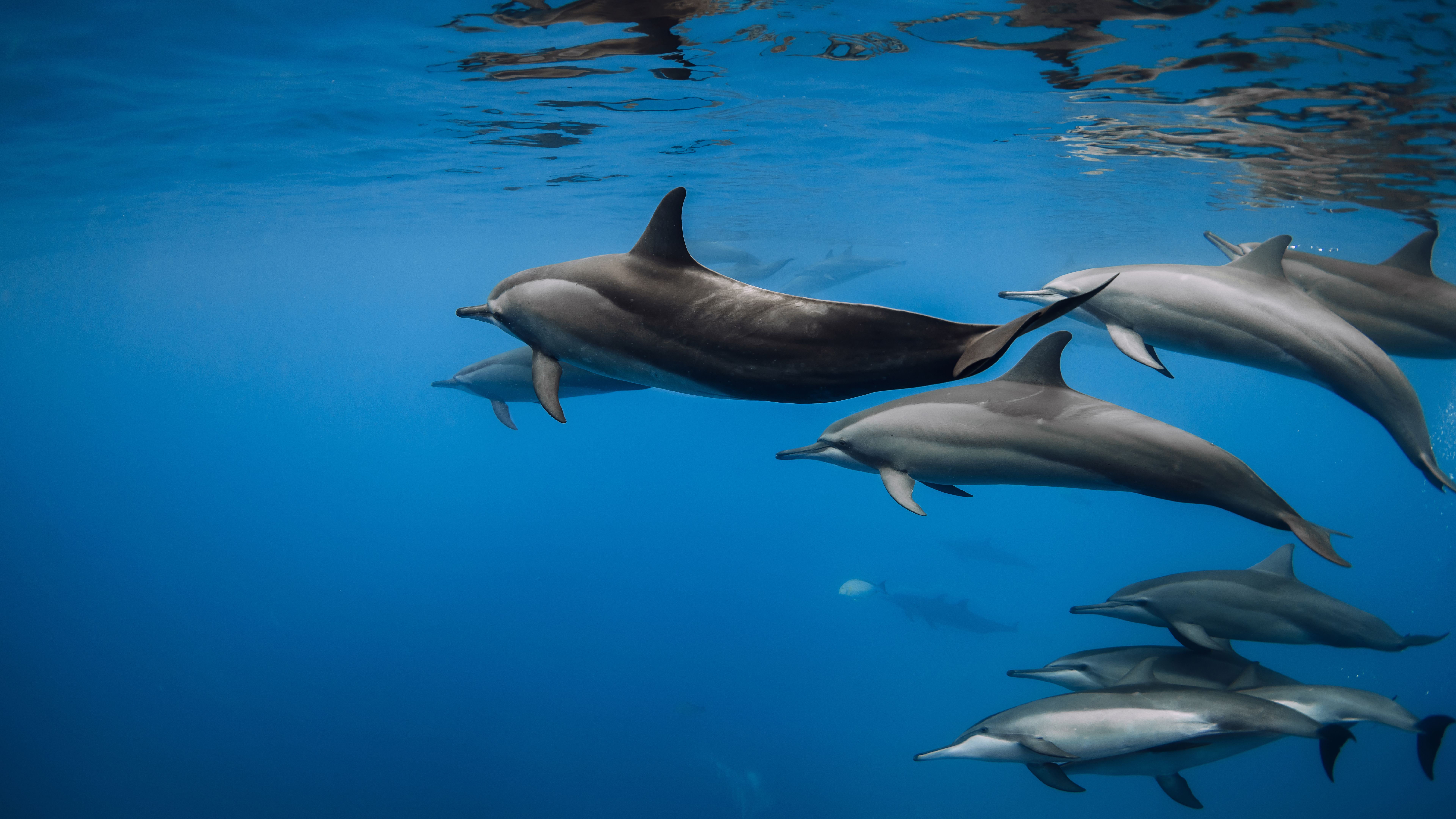spinner dolphins