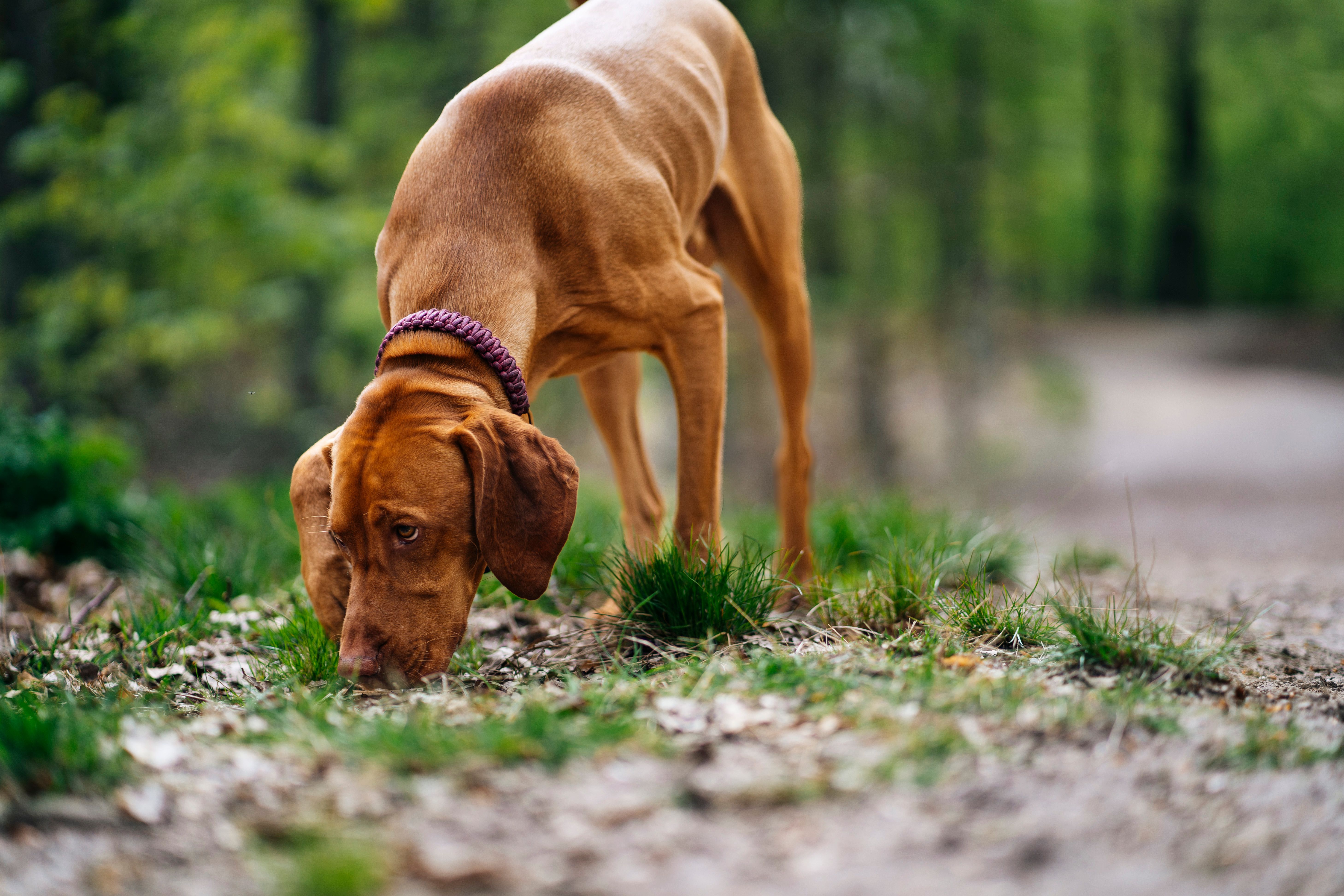 Young male dog sniffing around on the forest ground