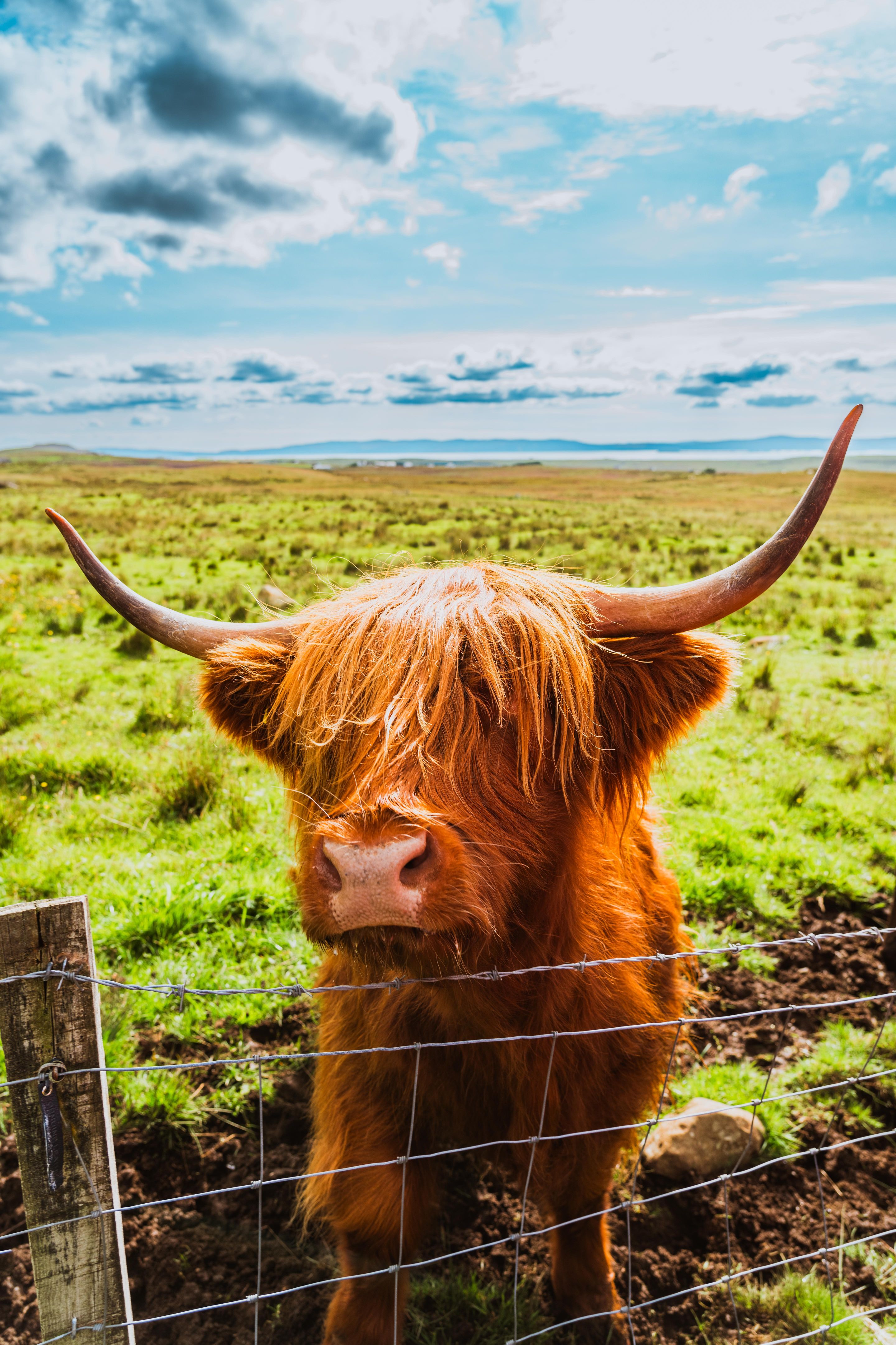 highland cattle morning