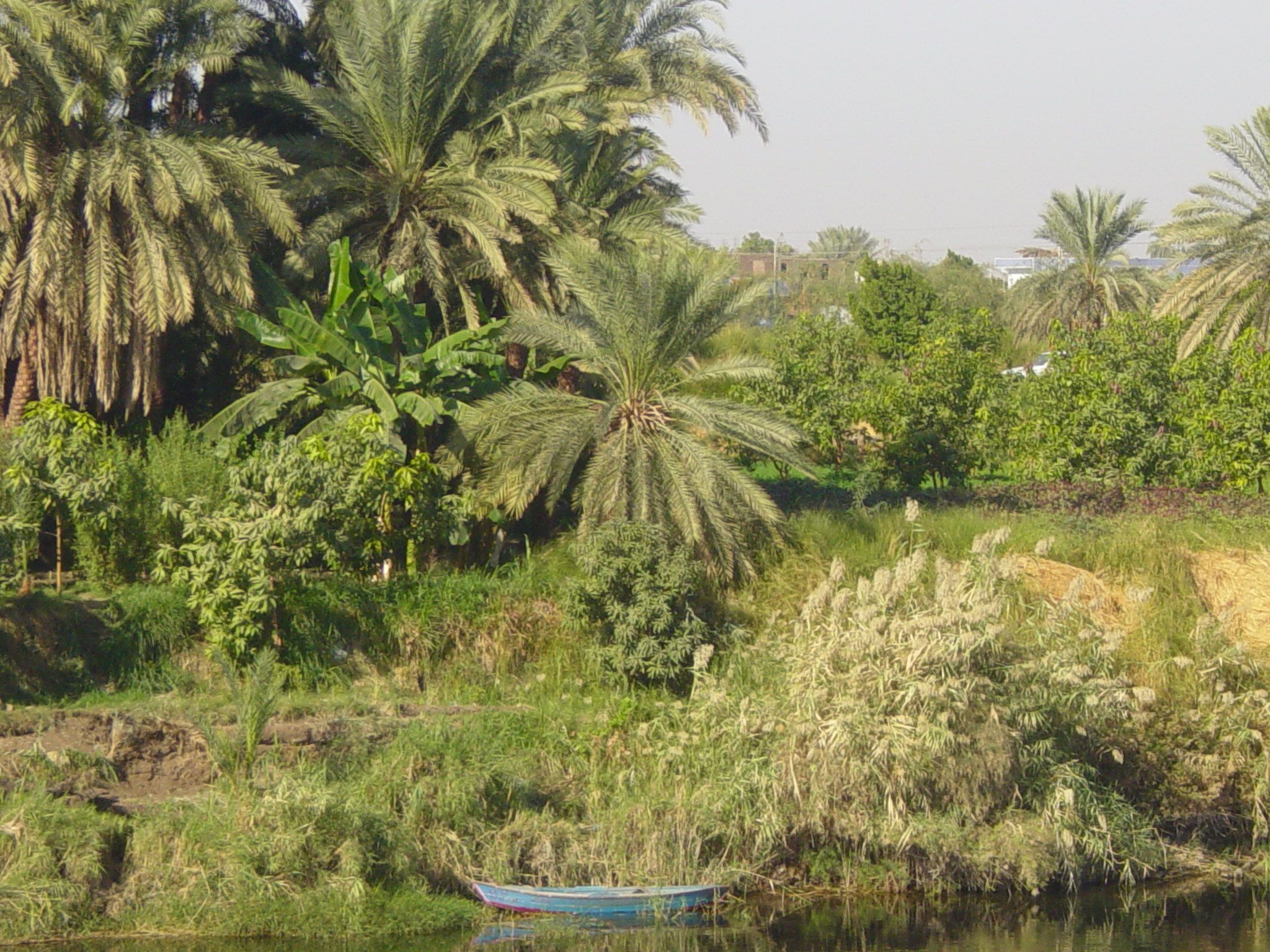 egypt urea production