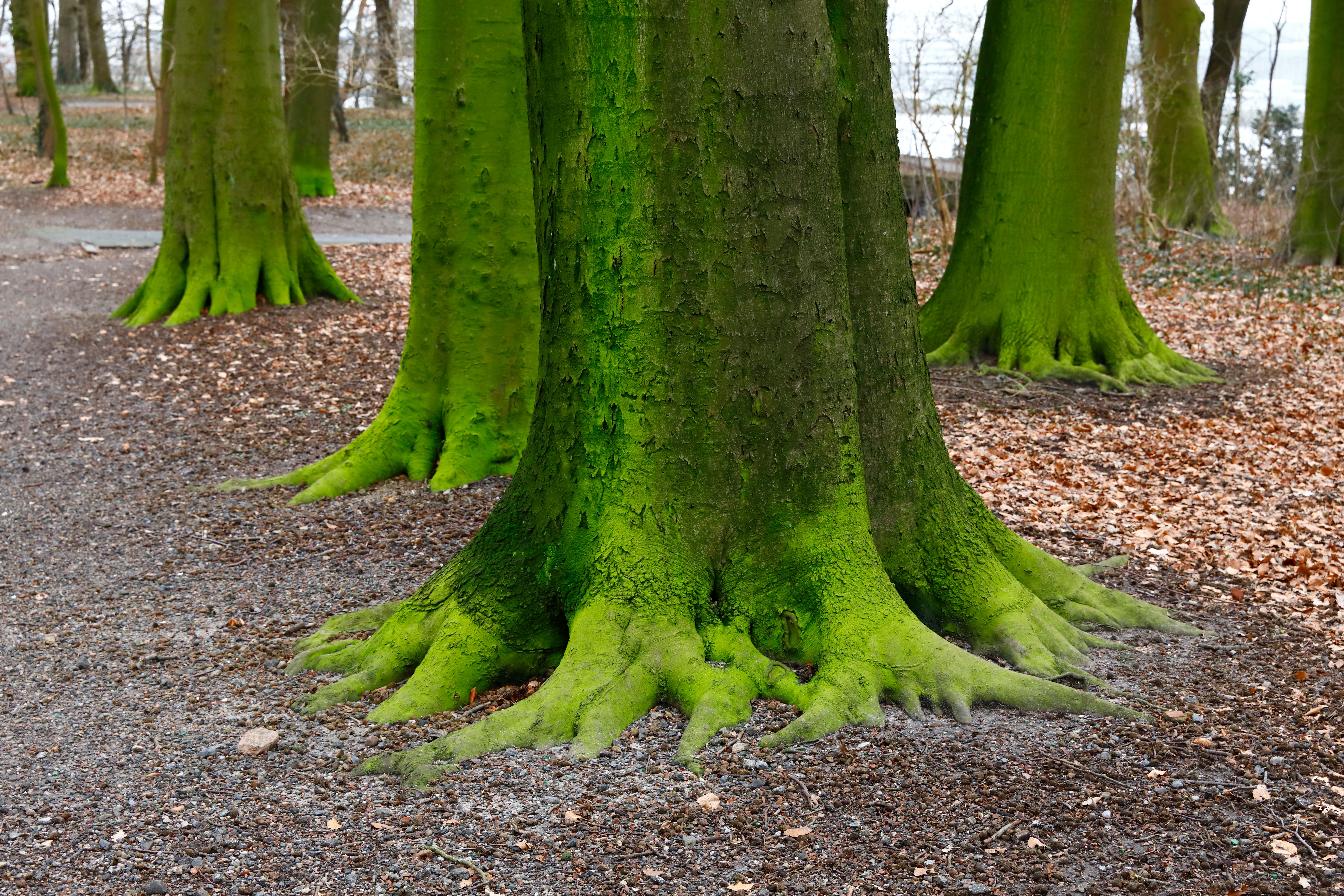 Roots of lime trees in Hamburg Roots of lime trees in Hamburg
