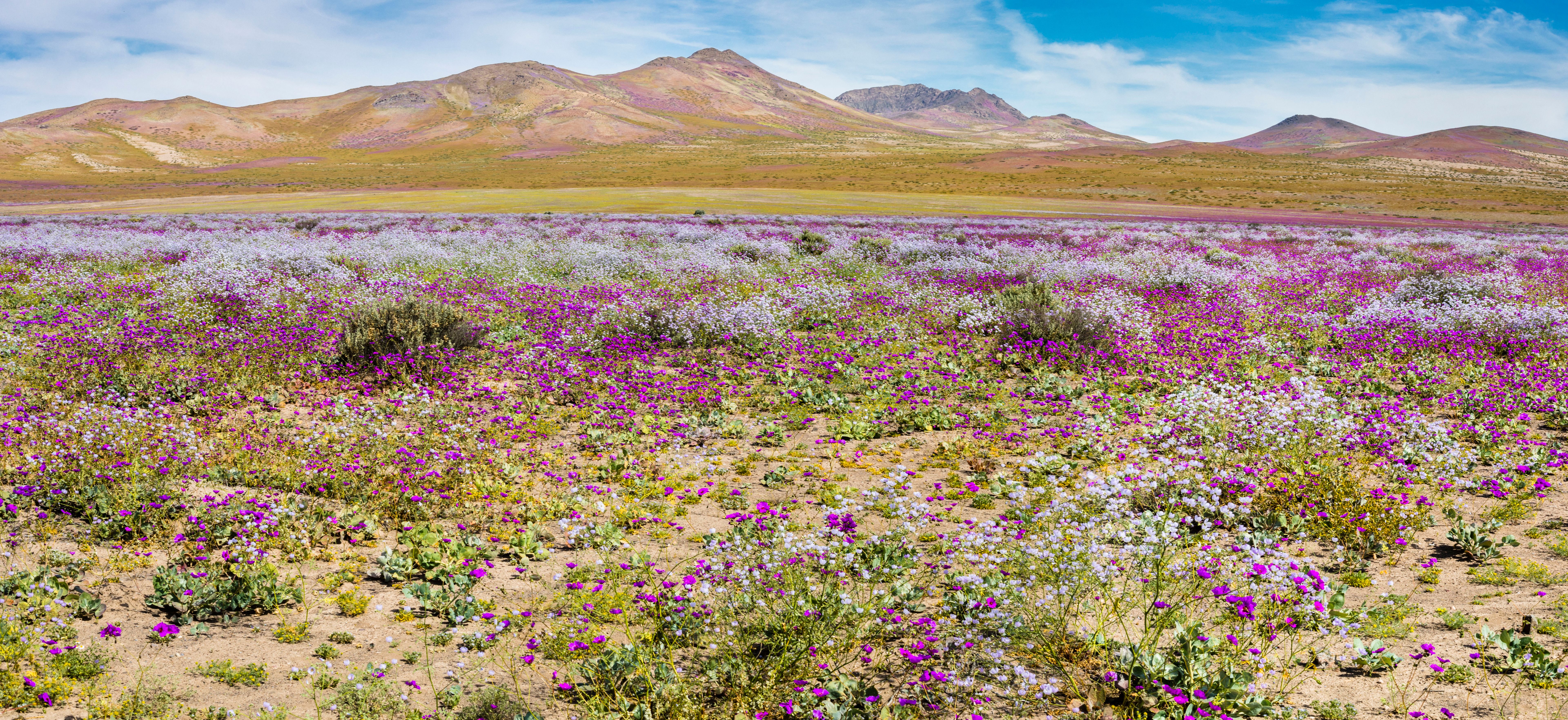 desert flowers