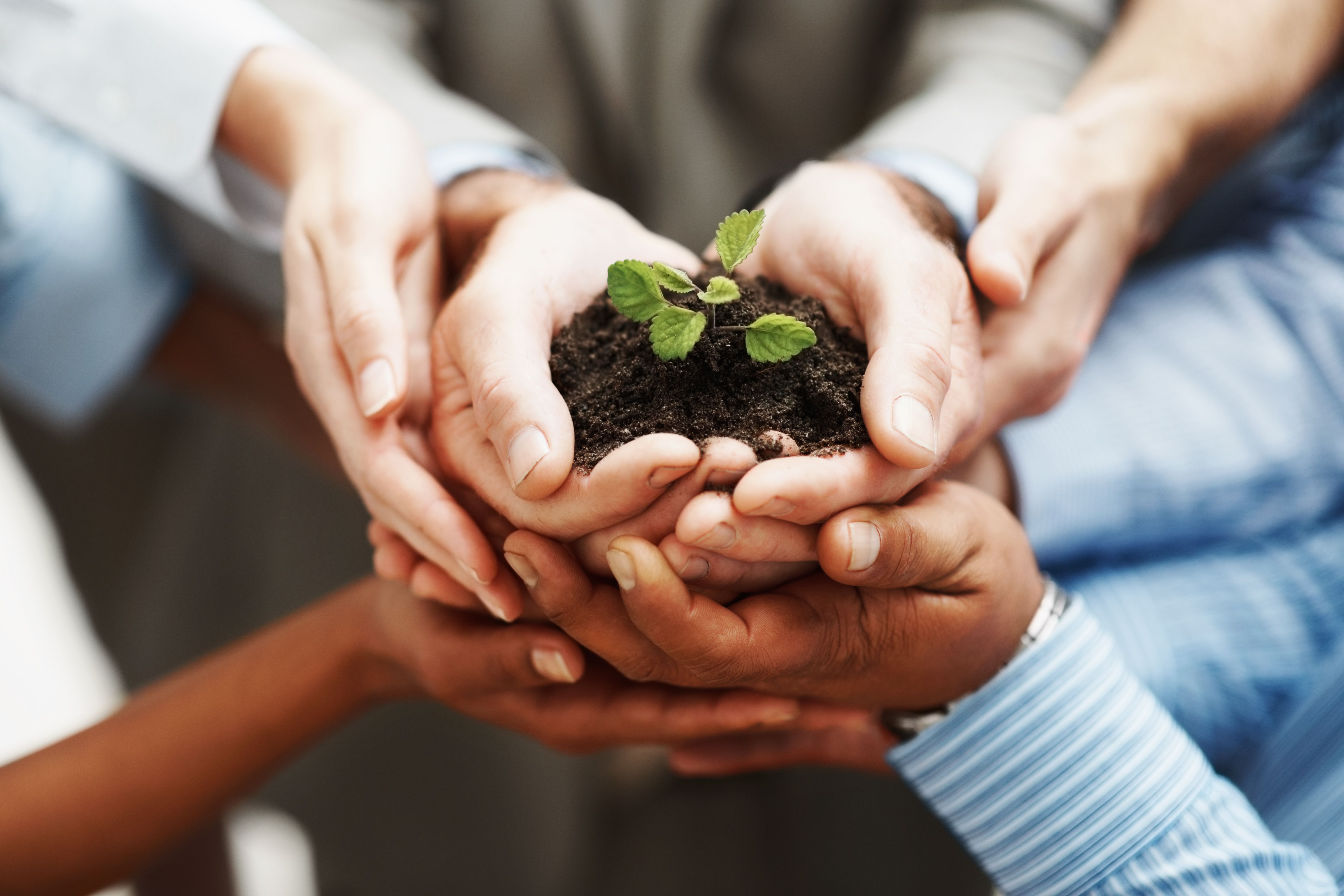 Business development - Hands holding seedling in a group