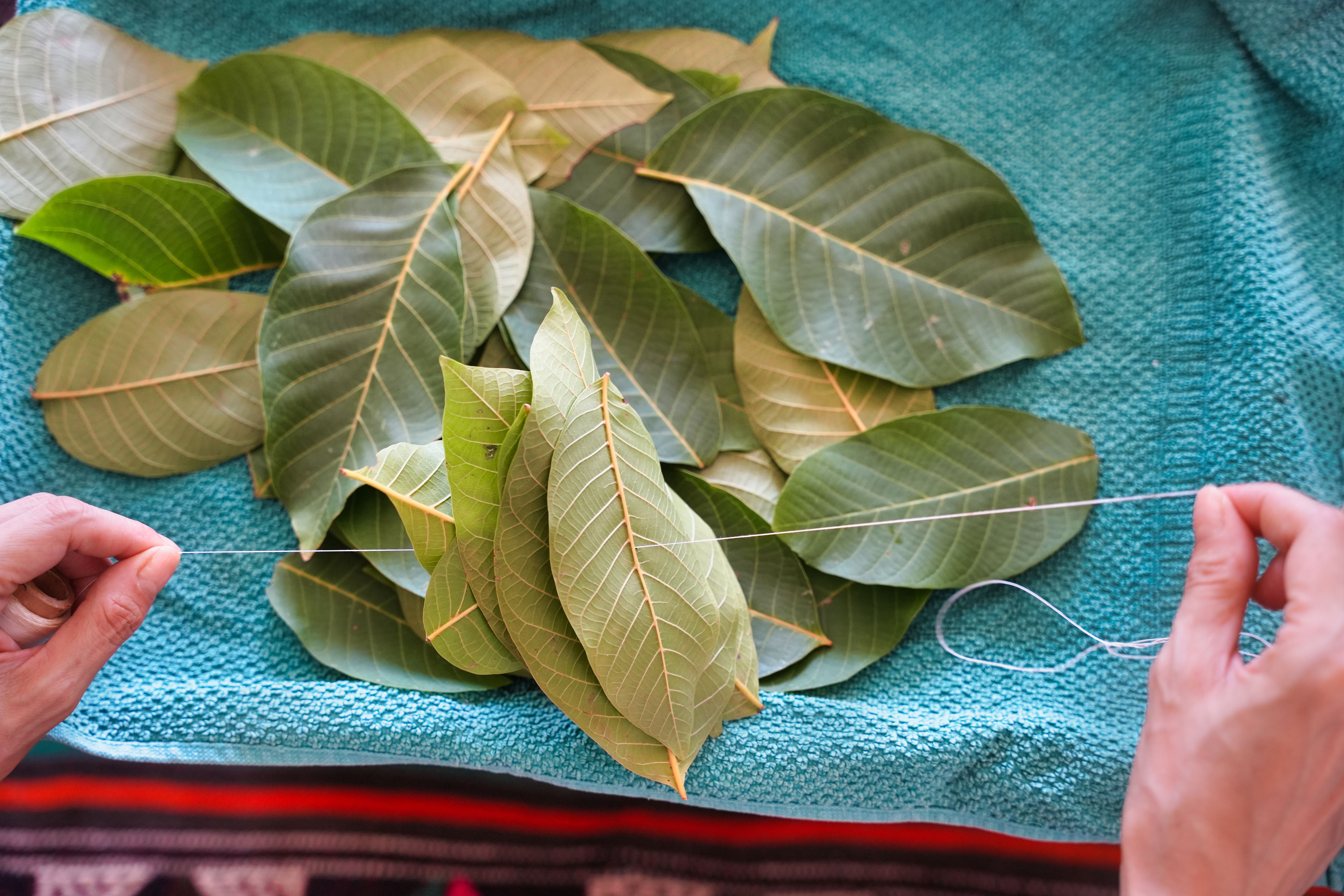 Threading Fresh Leaves on a Towel