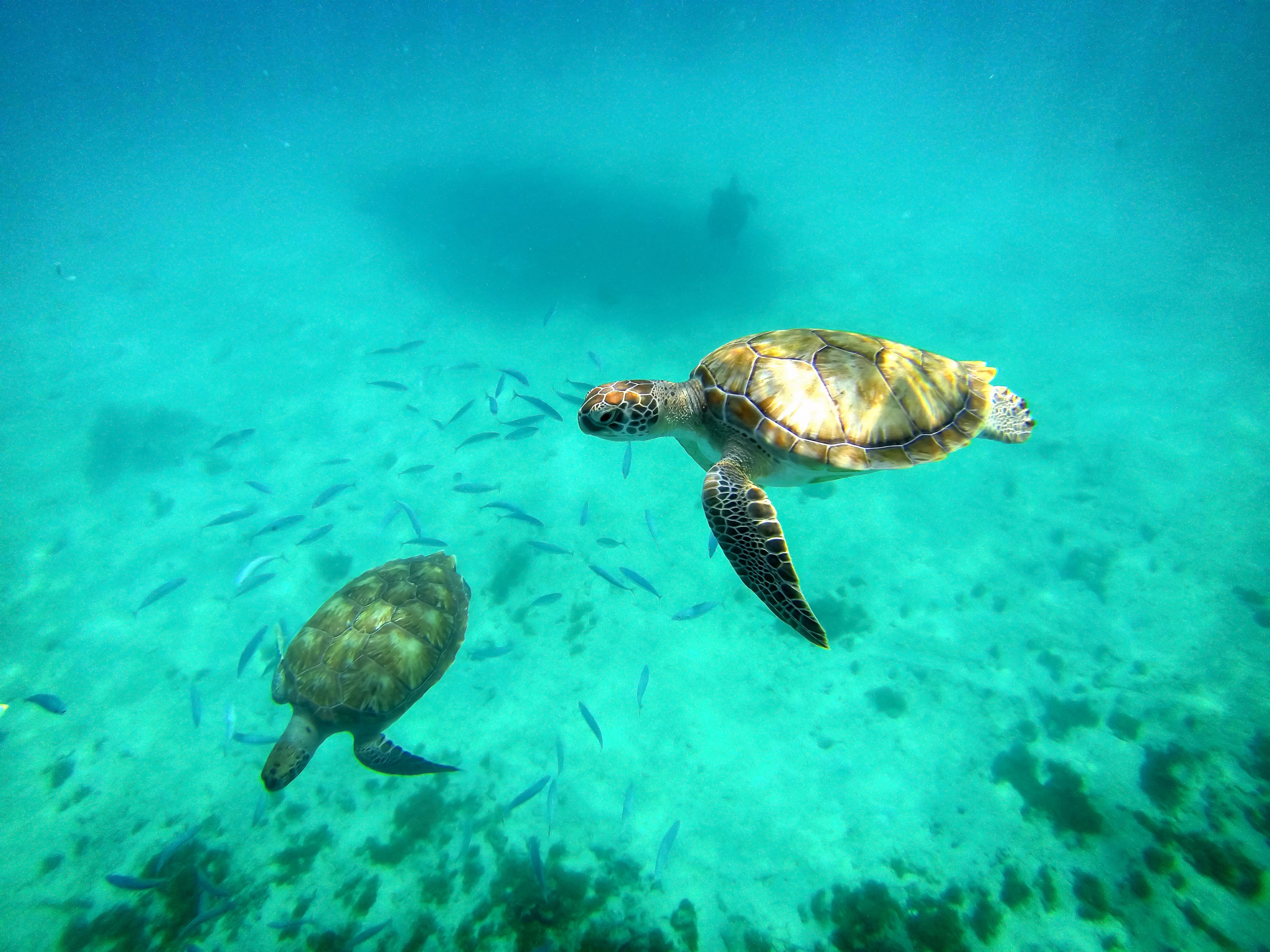 antigua snorkeling