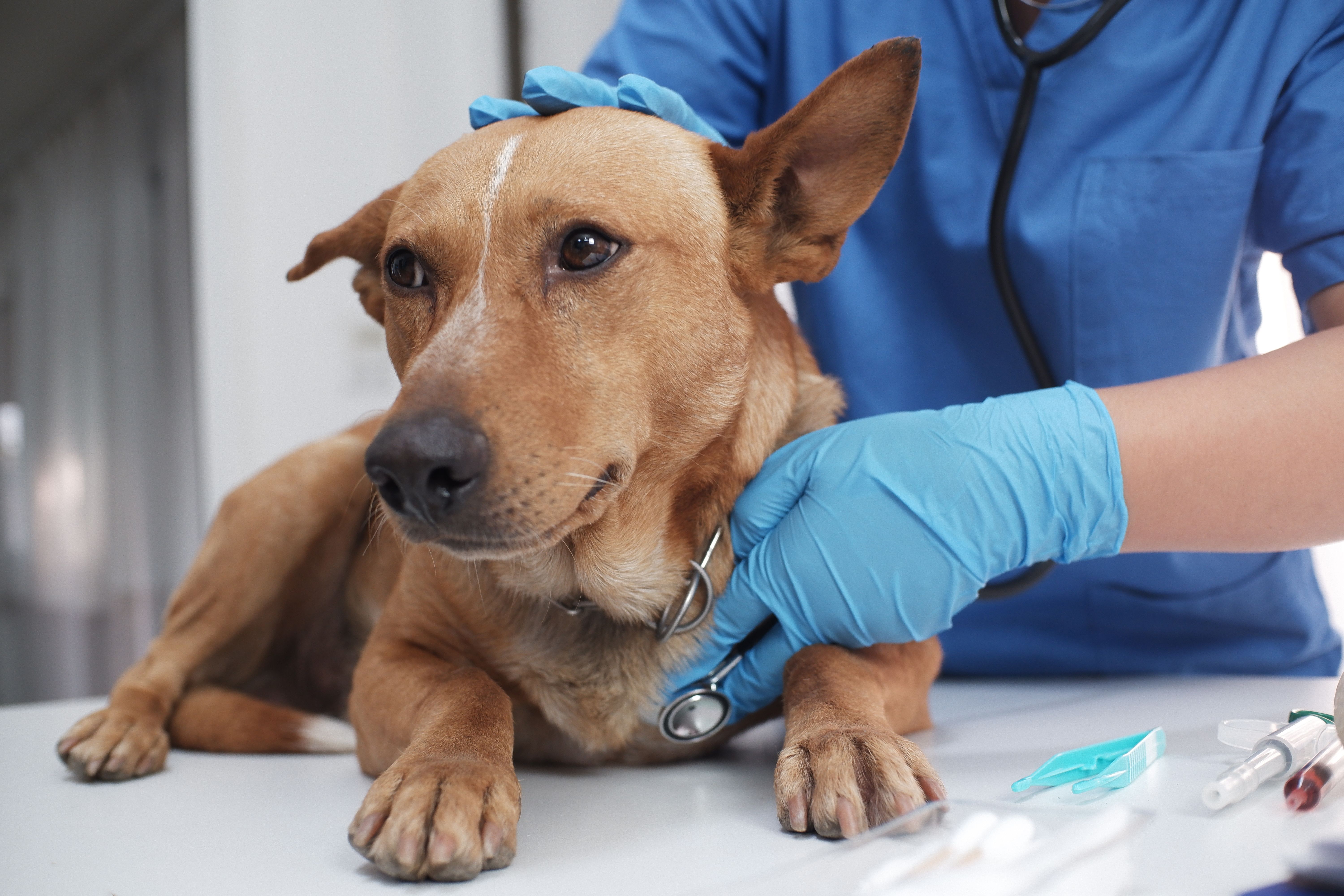 dog vet visit