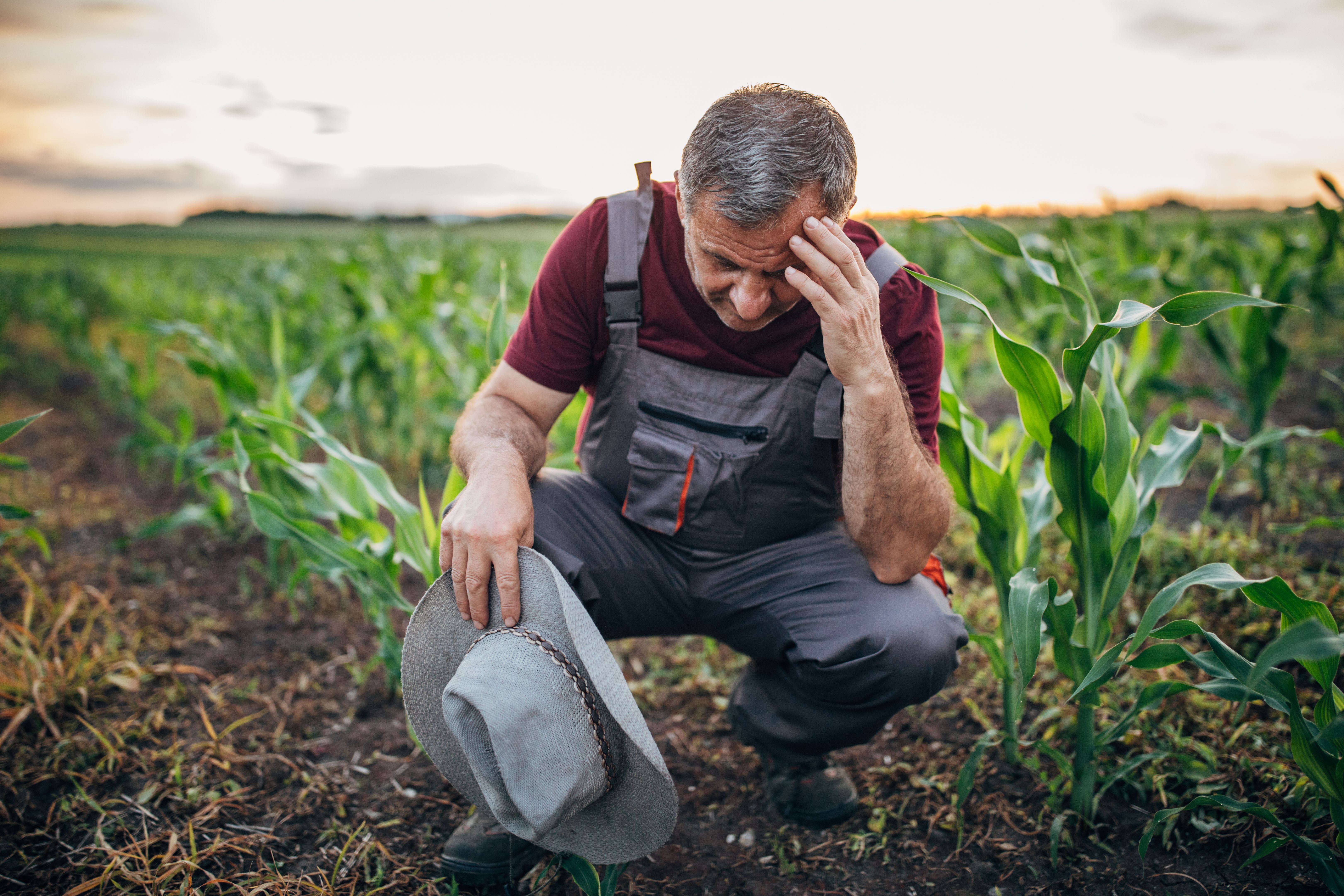 farmer checking plants