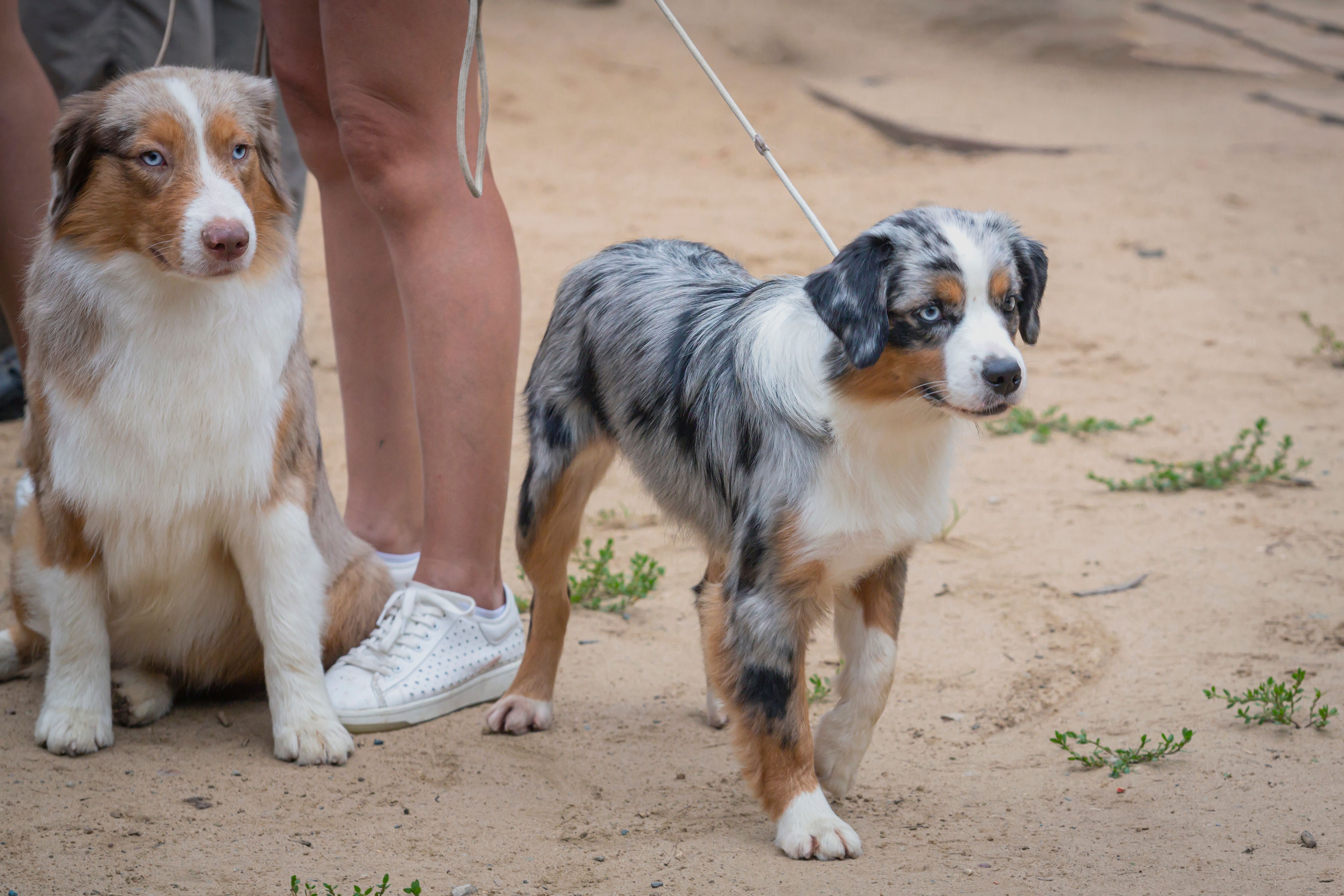 australian shepherd breeder