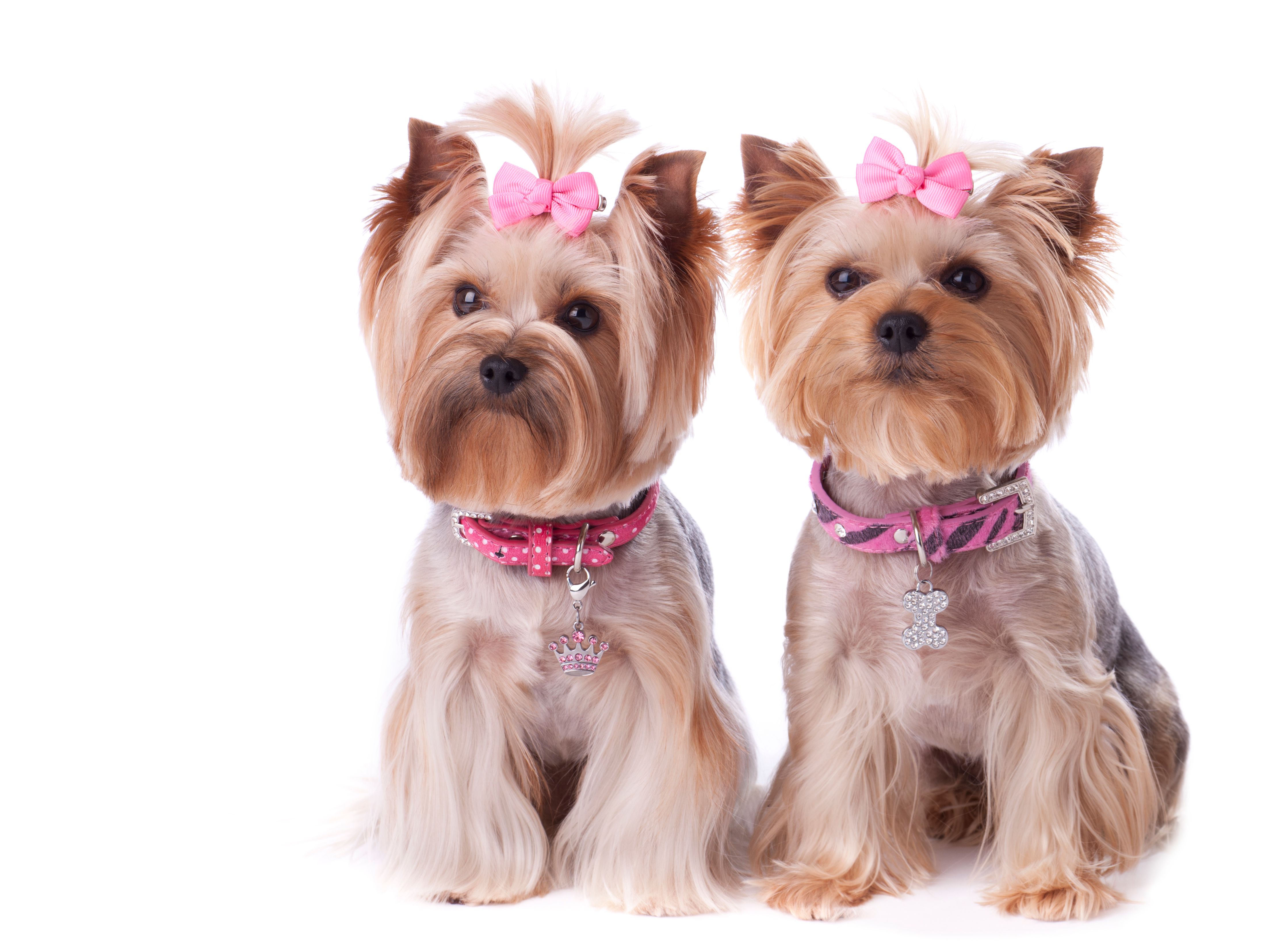 Yorkshire terrier dog friends on a white background