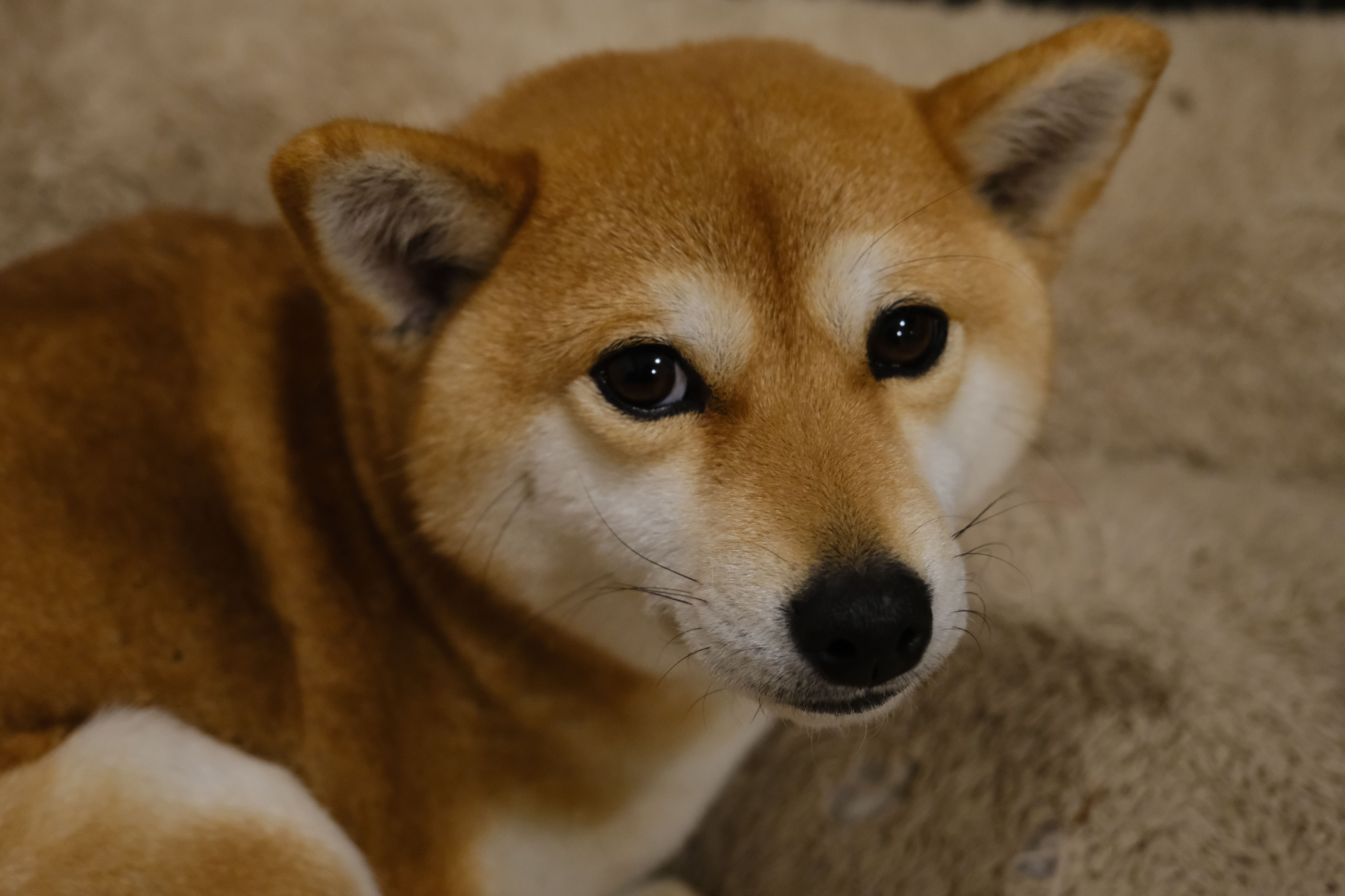 dogecoin shiba inu