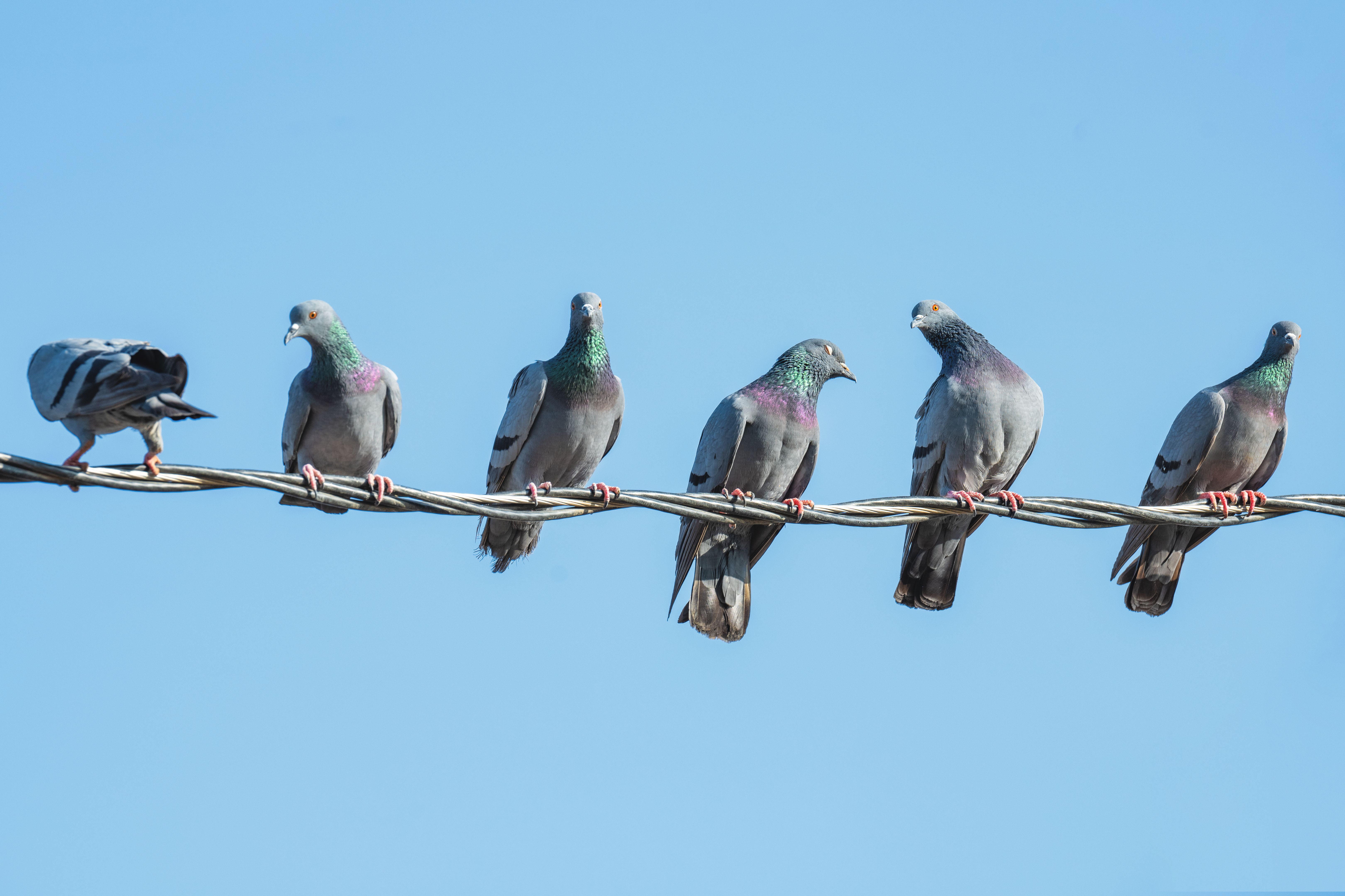 birds on utility lines