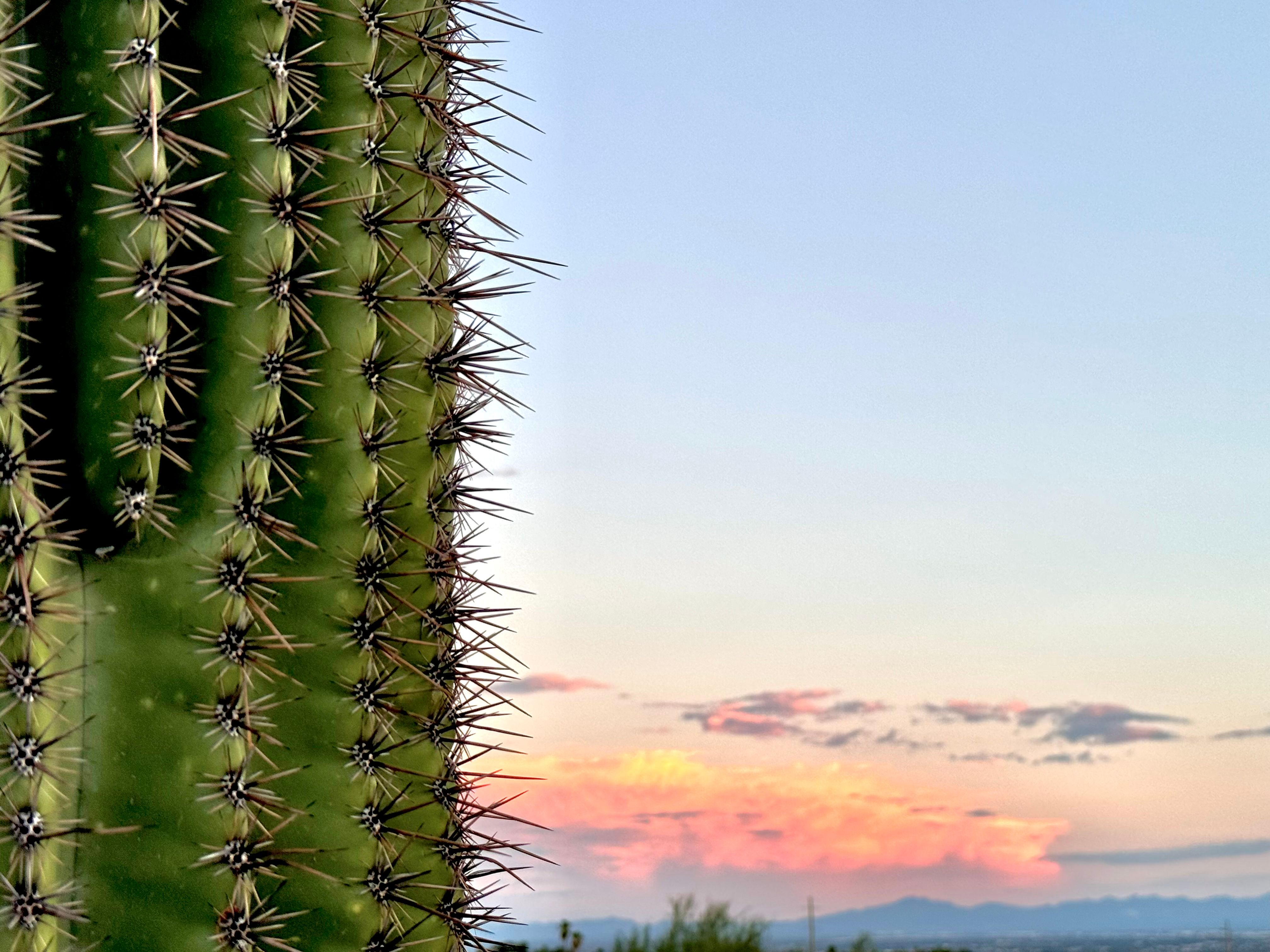 economic growth Phoenix