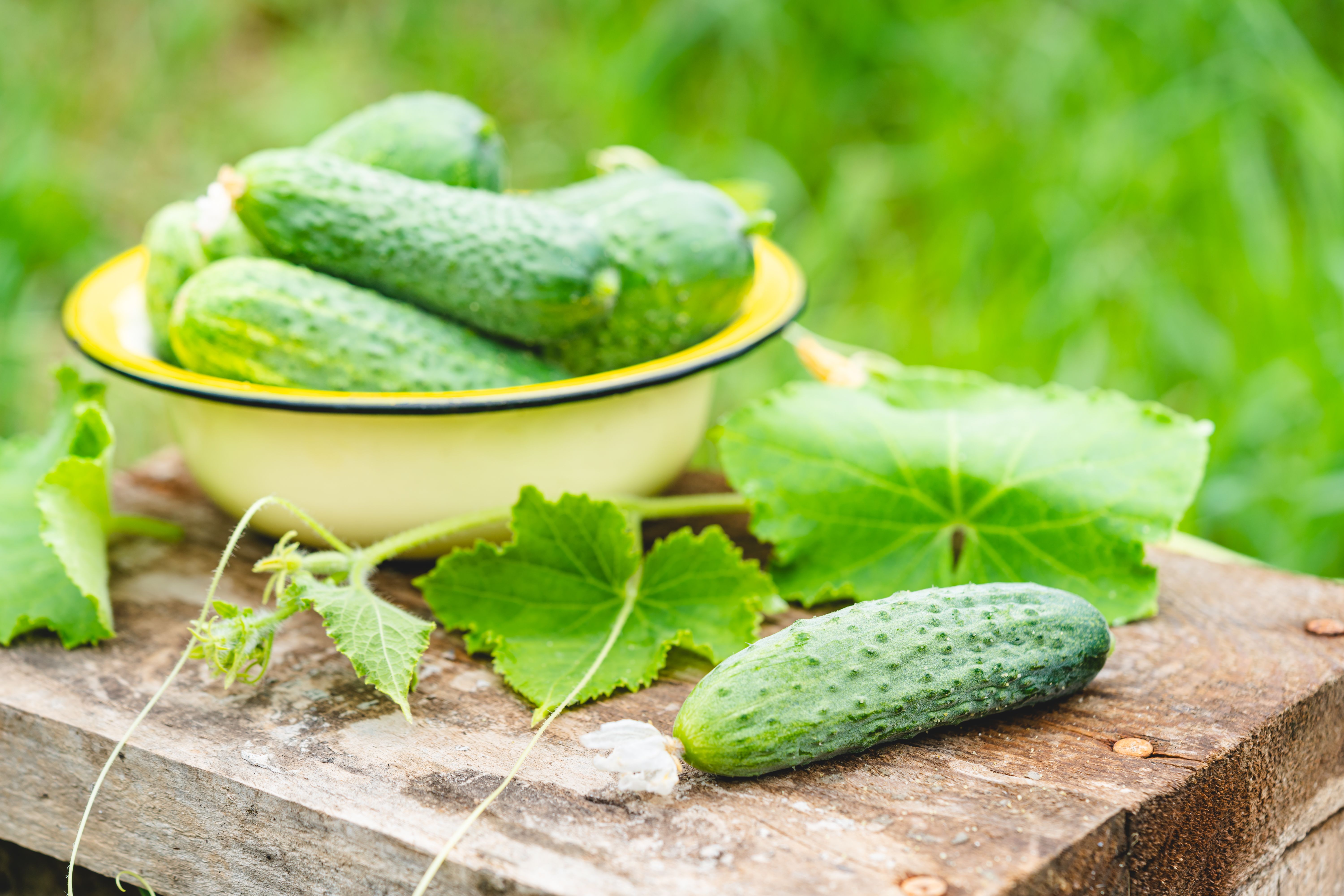 small crispy cucumbers small crispy cucumbers