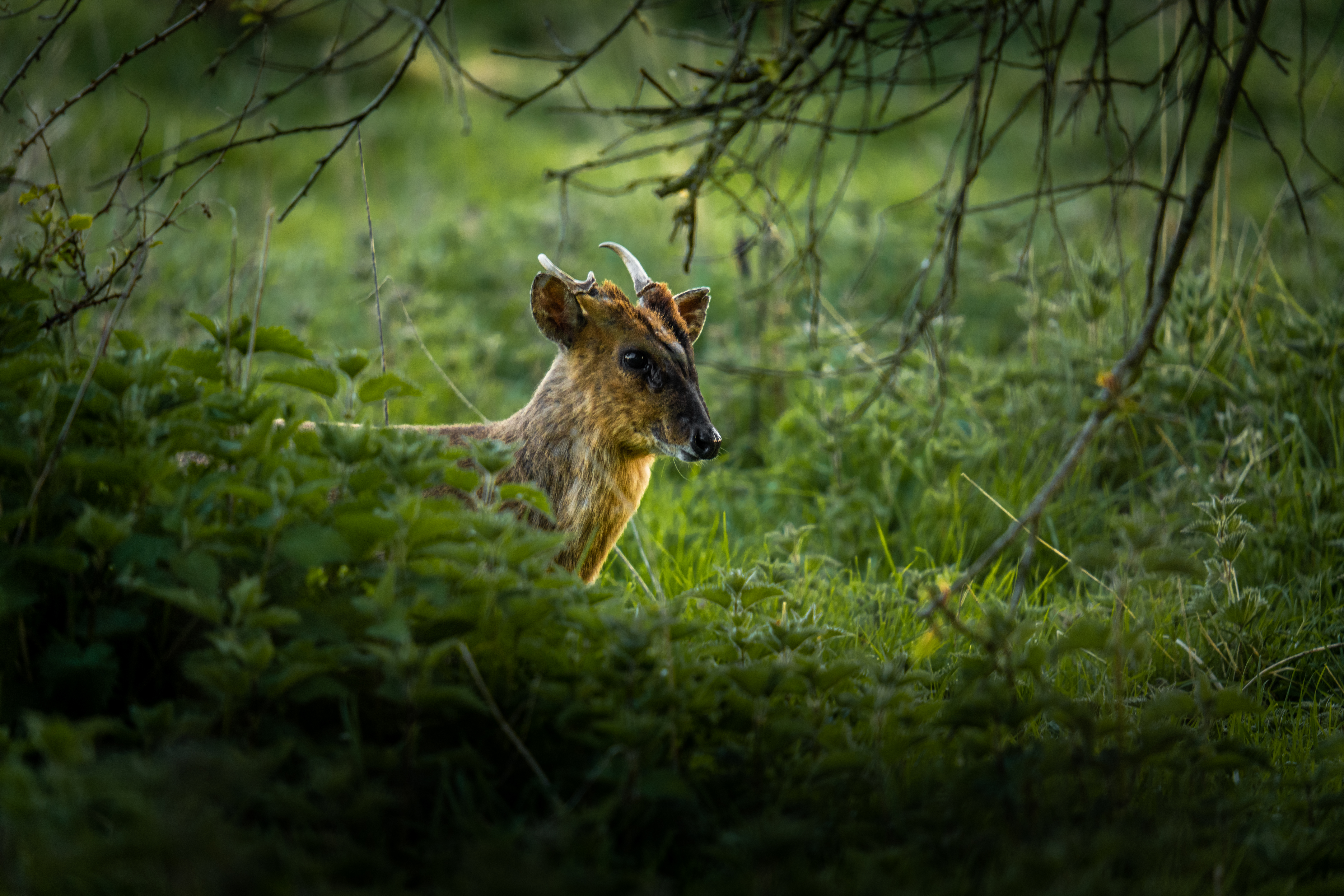 Muntjac deer in norfolk uk